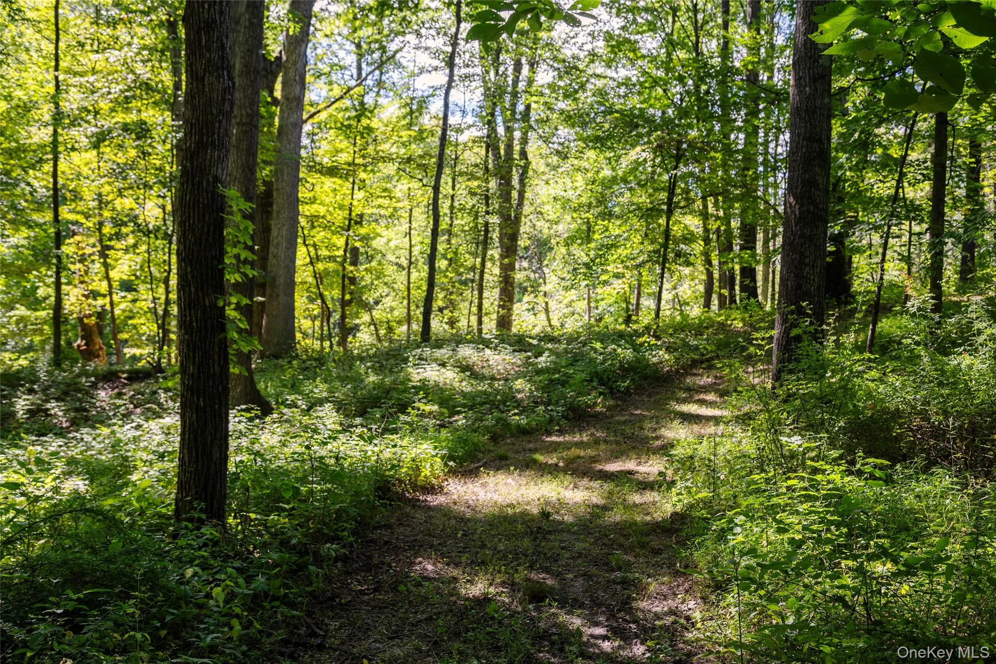 Mowed path to creek Mowed path to creek