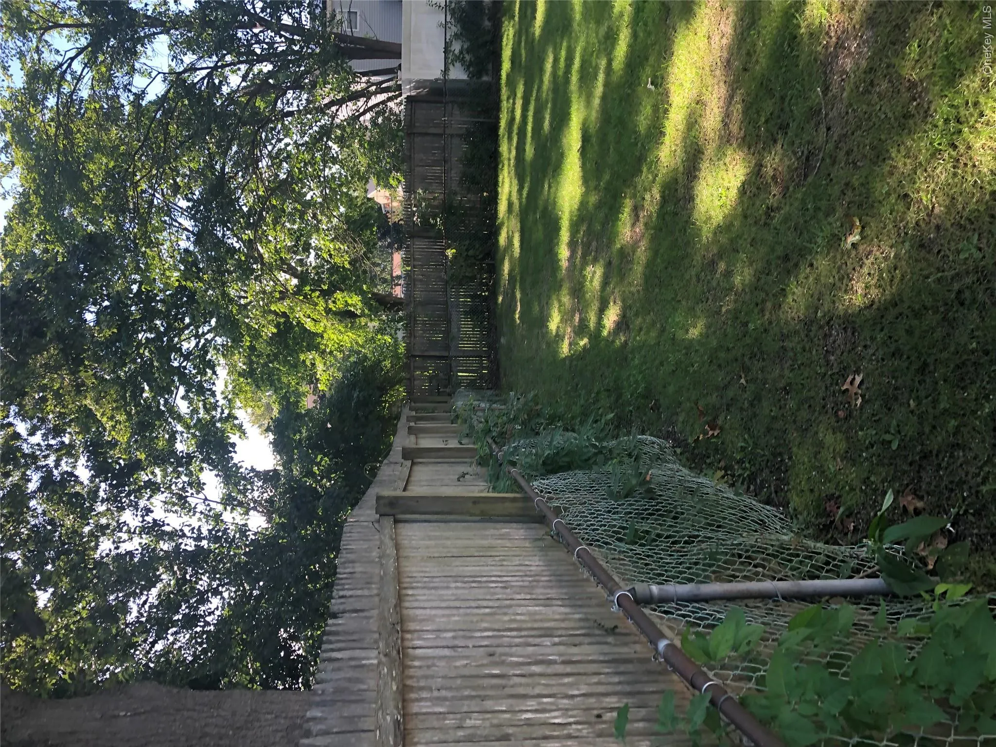 backyard backyard