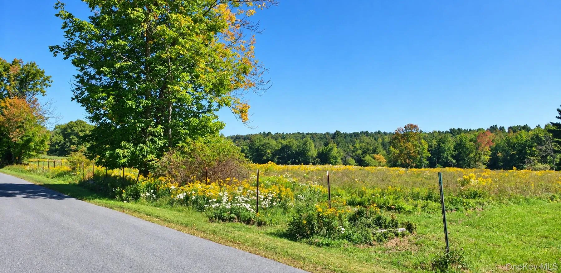 Paved road bordering an expansive field with wildflowers, backed by a distant tree line Paved road bordering an expansive field with wildflowers, backed by a distant tree line
