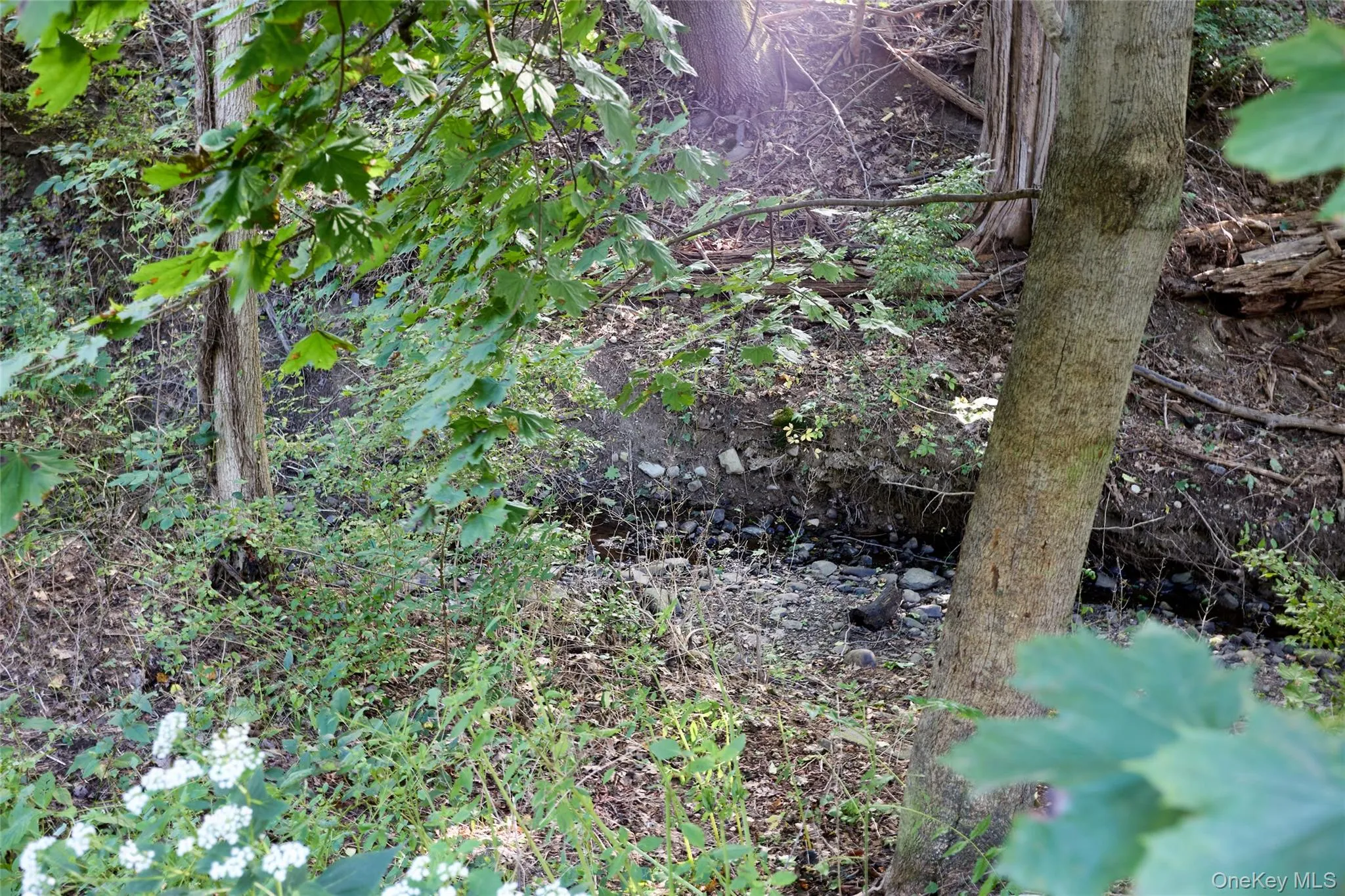 South Side of Brook South Side of Brook