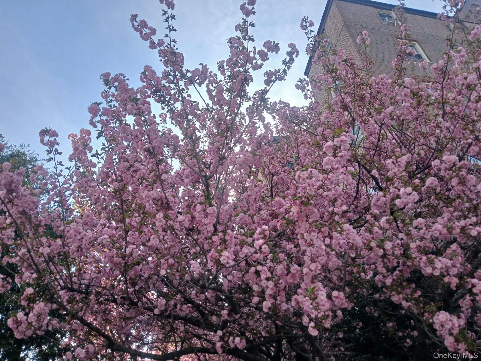 151 Centre, New Rochelle, NY, 1 Bedroom Bedrooms, 3 Rooms Rooms,1 BathroomBathrooms,Residential,For Rent,Centre,0,1051803 151 Centre, New Rochelle, NY, 1 Bedroom Bedrooms, 3 Rooms Rooms,1 BathroomBathrooms,Residential,For Rent,Centre,0,1051803