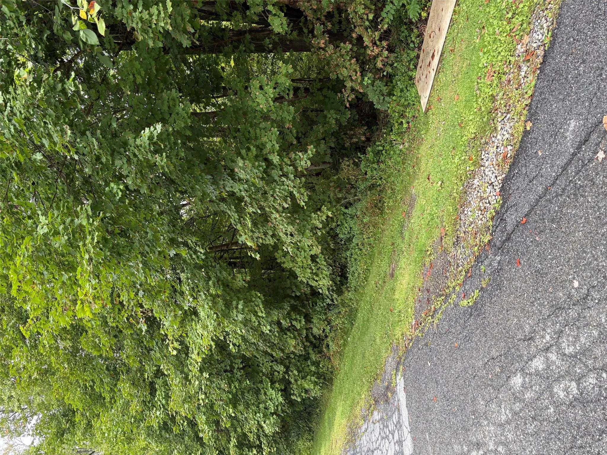 Wooded lot across the street Wooded lot across the street