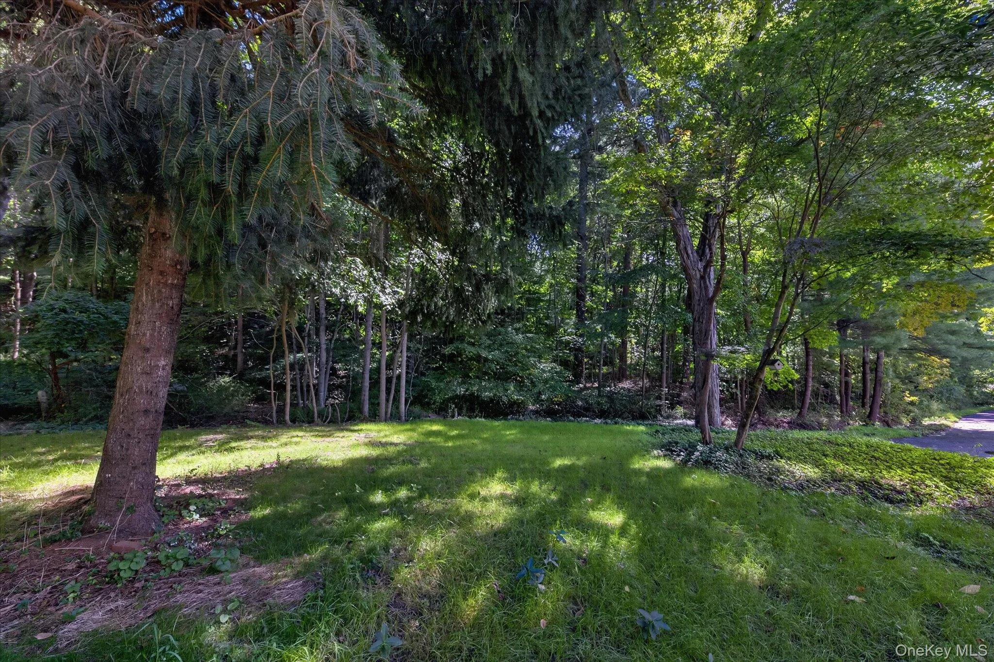 Backyard Backyard