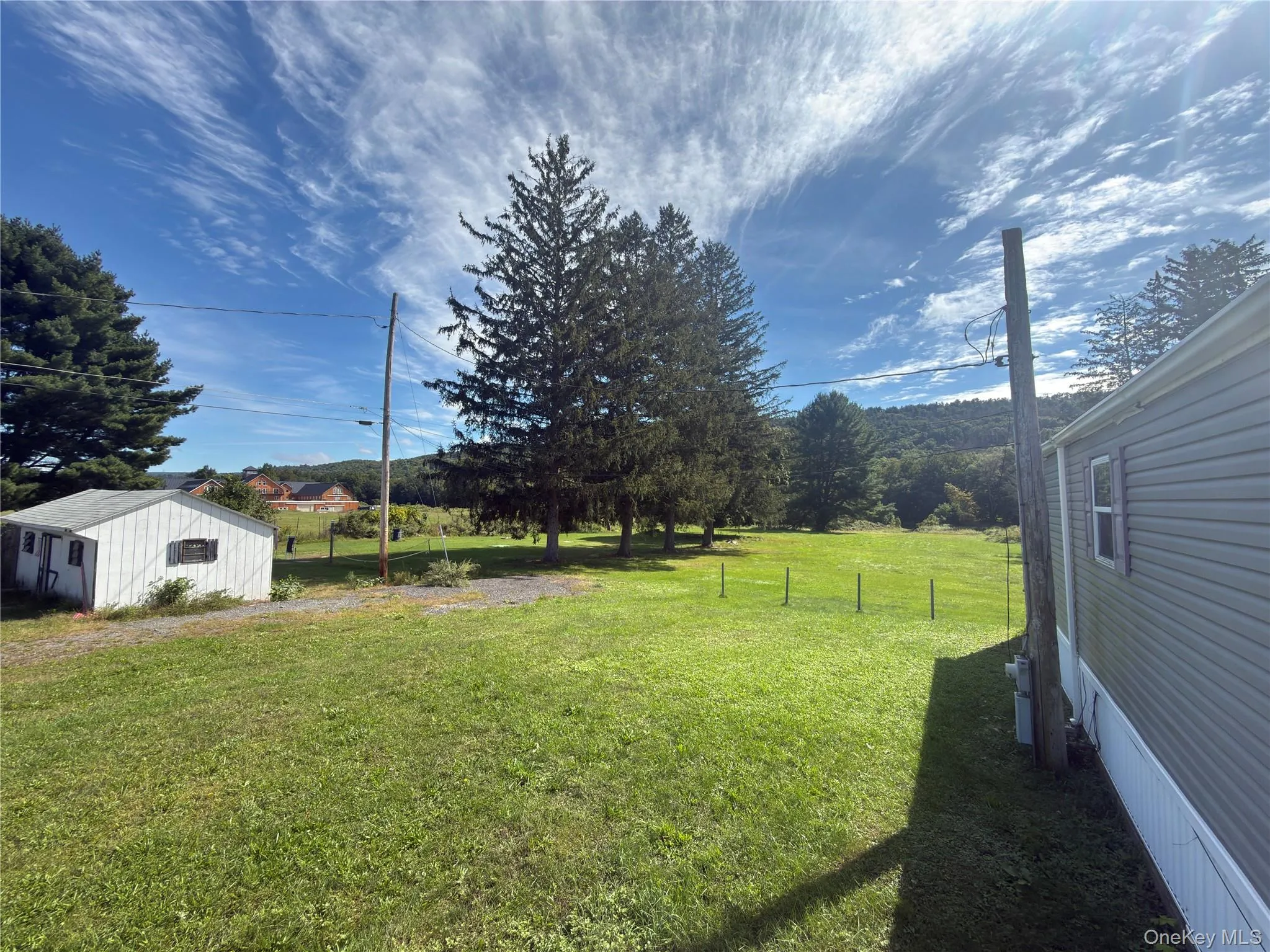 Expansive green lawn with mature evergreen trees and a white shed Expansive green lawn with mature evergreen trees and a white shed