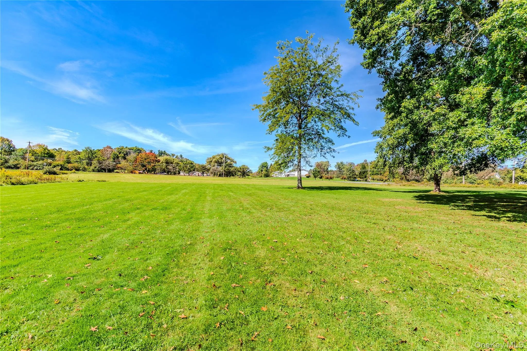 Expansive green lawn with mature trees and a clear blue sky Expansive green lawn with mature trees and a clear blue sky