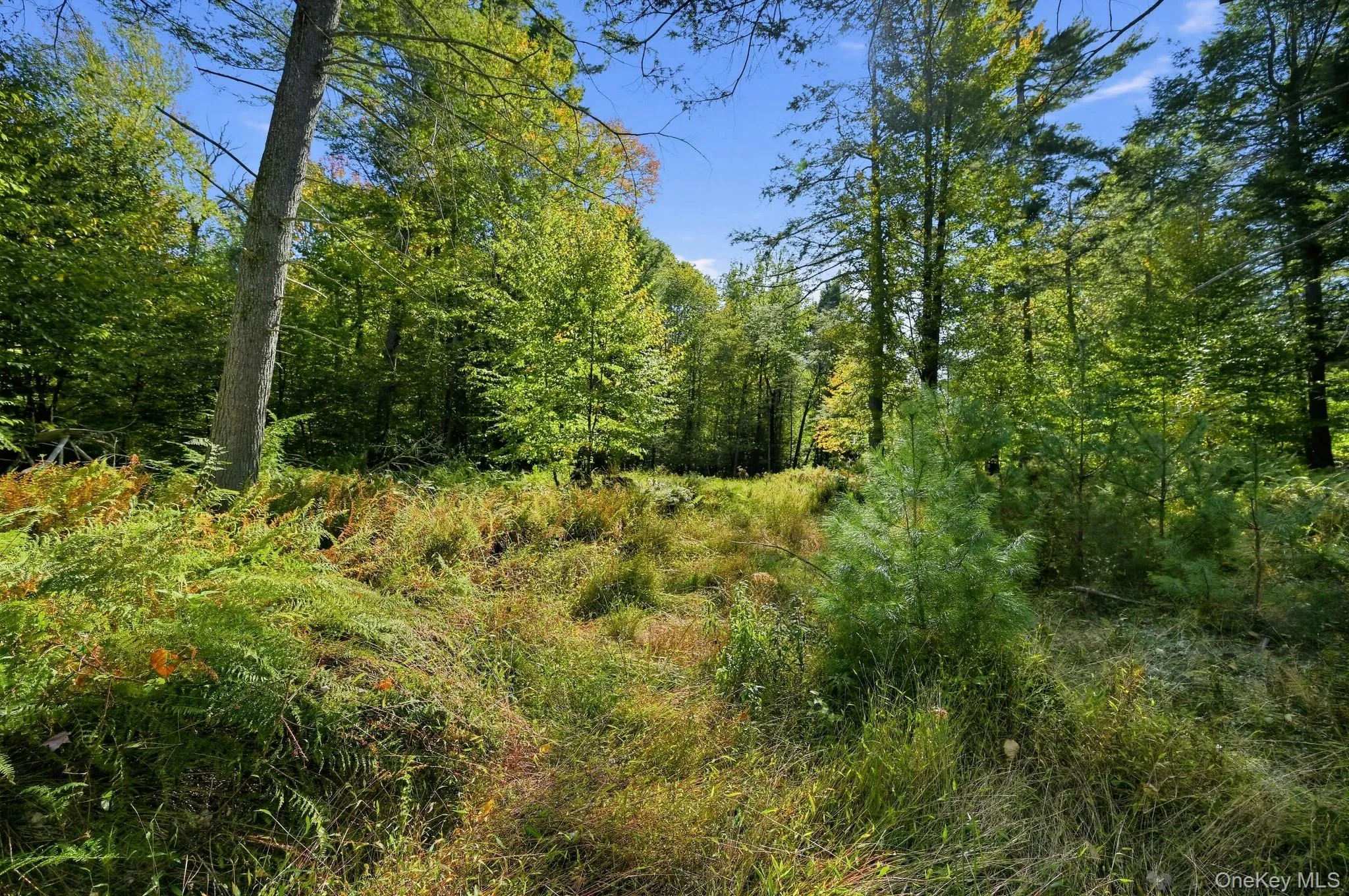 118 Weiser Road, Wawarsing, NY, ,Land,For Rent,Weiser,0,1056361 118 Weiser Road, Wawarsing, NY, ,Land,For Rent,Weiser,0,1056361