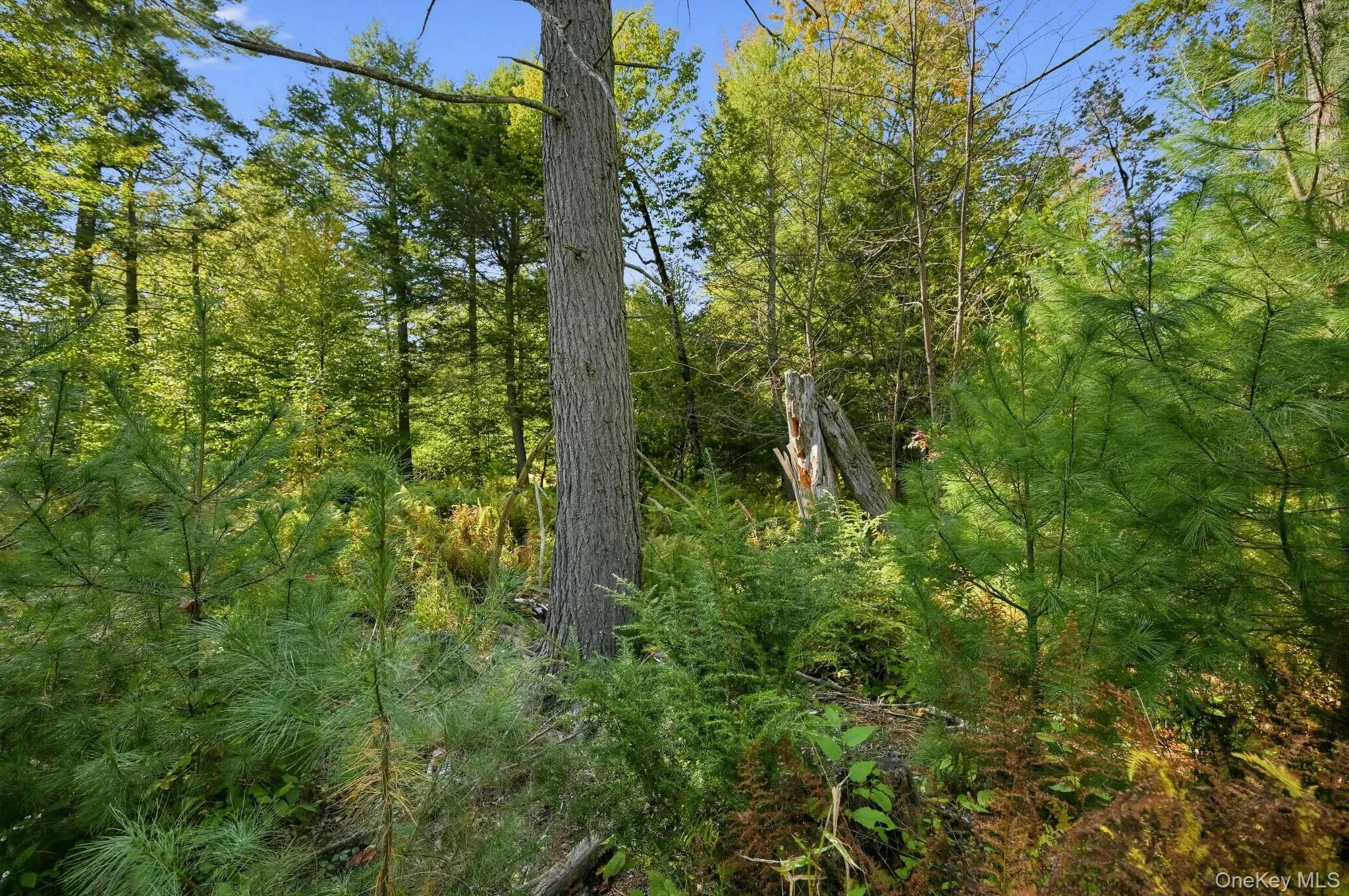 118 Weiser Road, Wawarsing, NY, ,Land,For Rent,Weiser,0,1056361 118 Weiser Road, Wawarsing, NY, ,Land,For Rent,Weiser,0,1056361