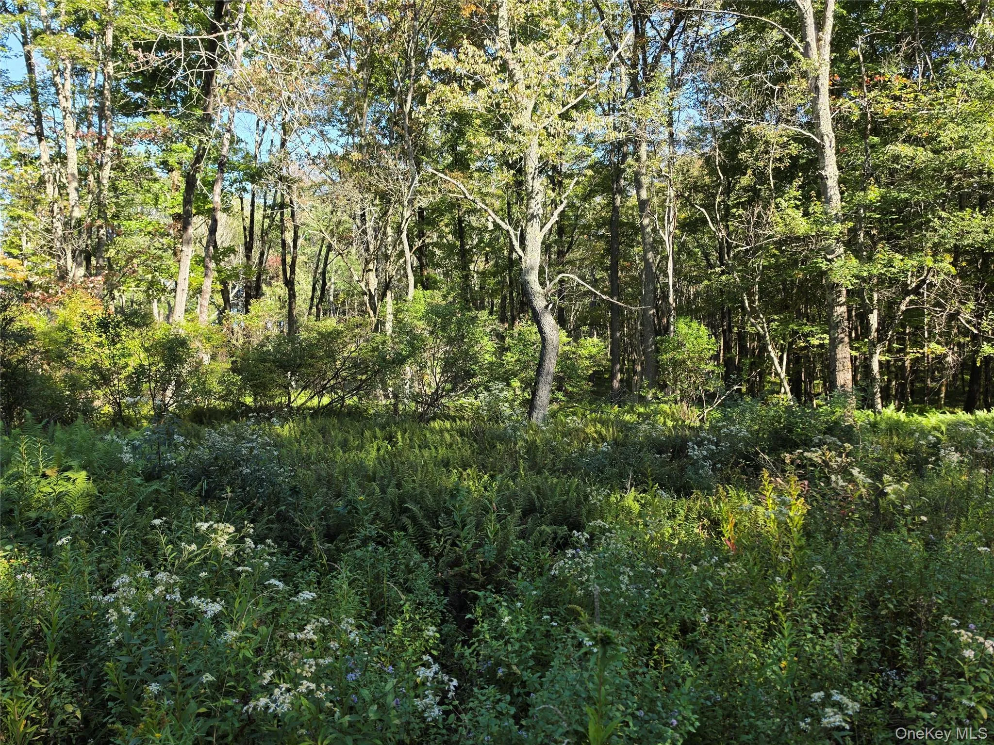 TBD Lily Pond Road, Liberty, NY, ,Land,For Rent,Lily Pond,0,1060084 TBD Lily Pond Road, Liberty, NY, ,Land,For Rent,Lily Pond,0,1060084