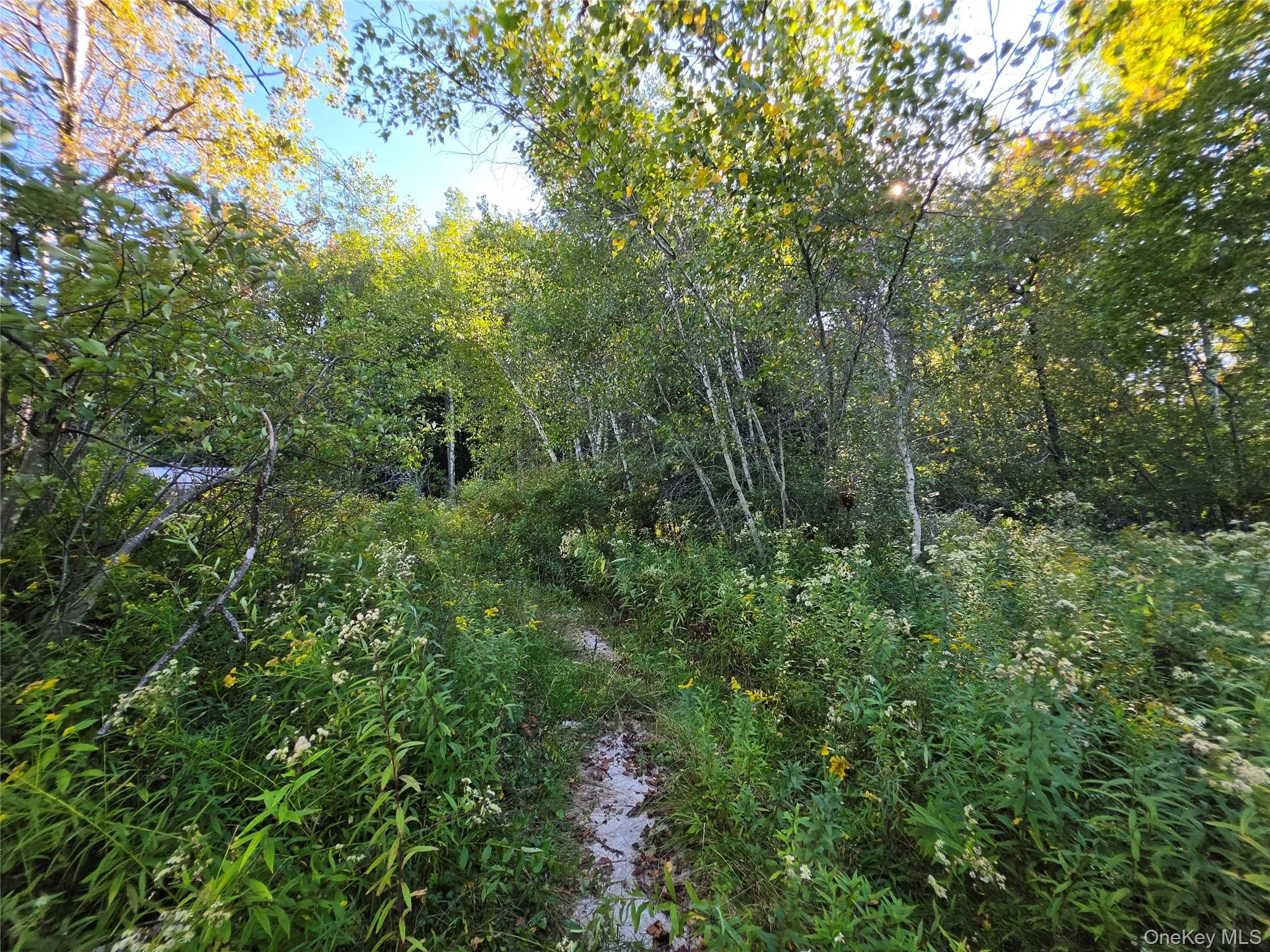 TBD Lily Pond Road, Liberty, NY, ,Land,For Rent,Lily Pond,0,1060084 TBD Lily Pond Road, Liberty, NY, ,Land,For Rent,Lily Pond,0,1060084