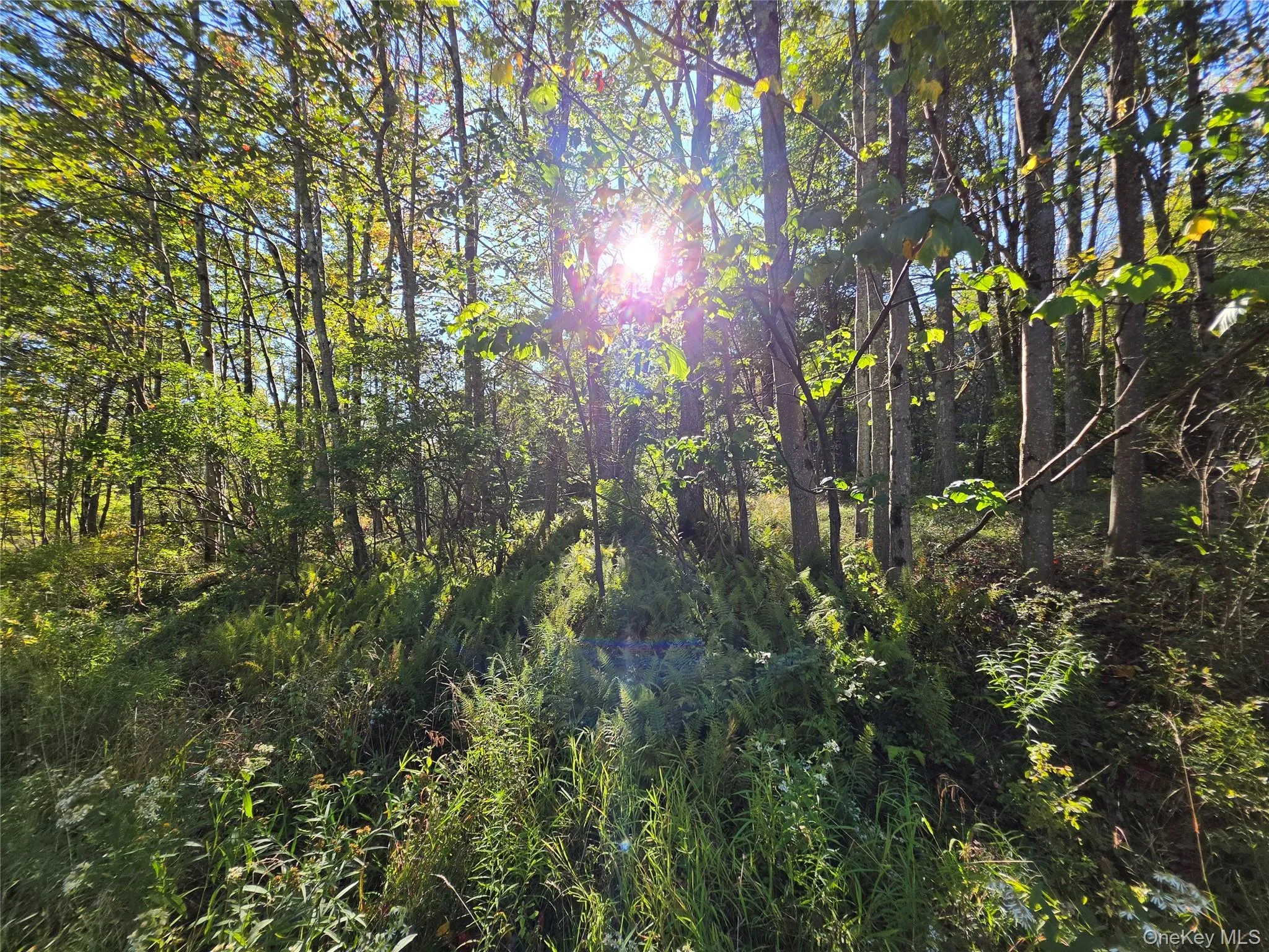 TBD Lily Pond Road, Liberty, NY, ,Land,For Rent,Lily Pond,0,1060084 TBD Lily Pond Road, Liberty, NY, ,Land,For Rent,Lily Pond,0,1060084