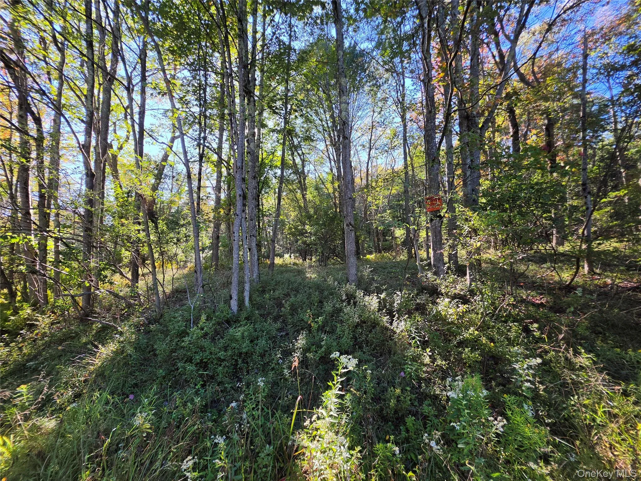 TBD Lily Pond Road, Liberty, NY, ,Land,For Rent,Lily Pond,0,1060084 TBD Lily Pond Road, Liberty, NY, ,Land,For Rent,Lily Pond,0,1060084