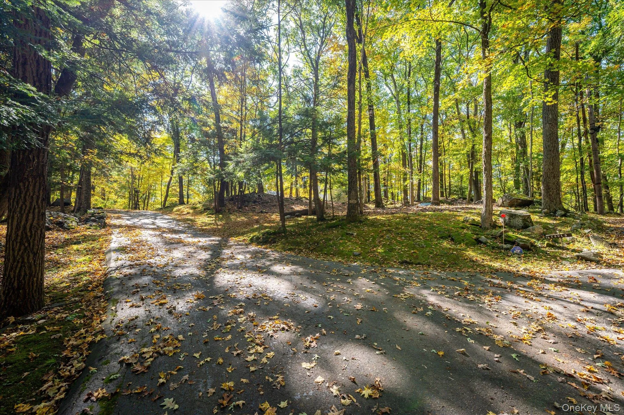 The road in, under a canopy of old hardwoods The road in, under a canopy of old hardwoods