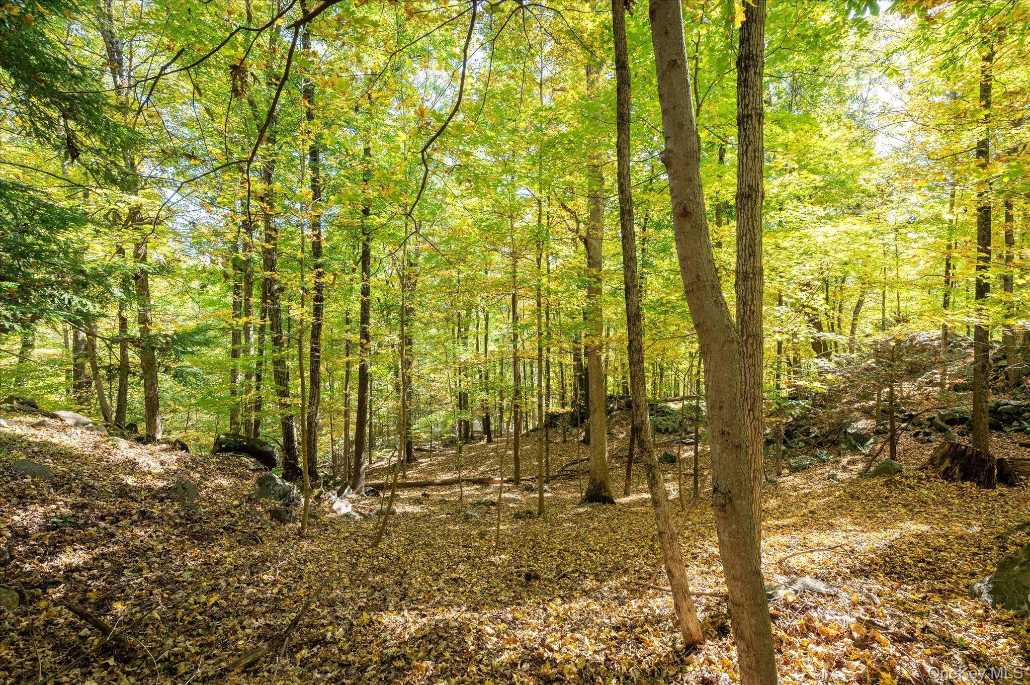 Moss, stone and old hardwoods all around Moss, stone and old hardwoods all around