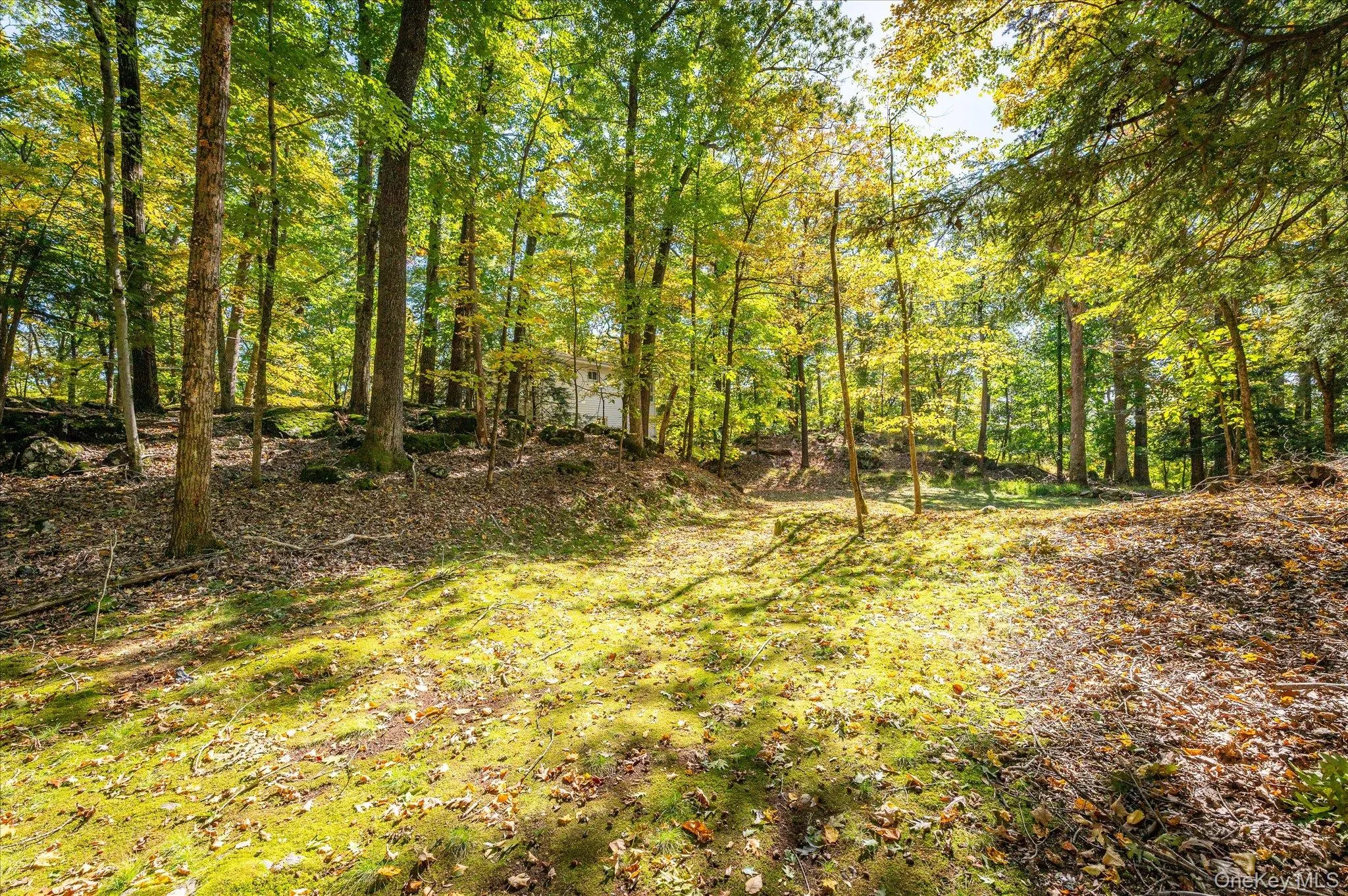 A clearing in the woods to call your own A clearing in the woods to call your own