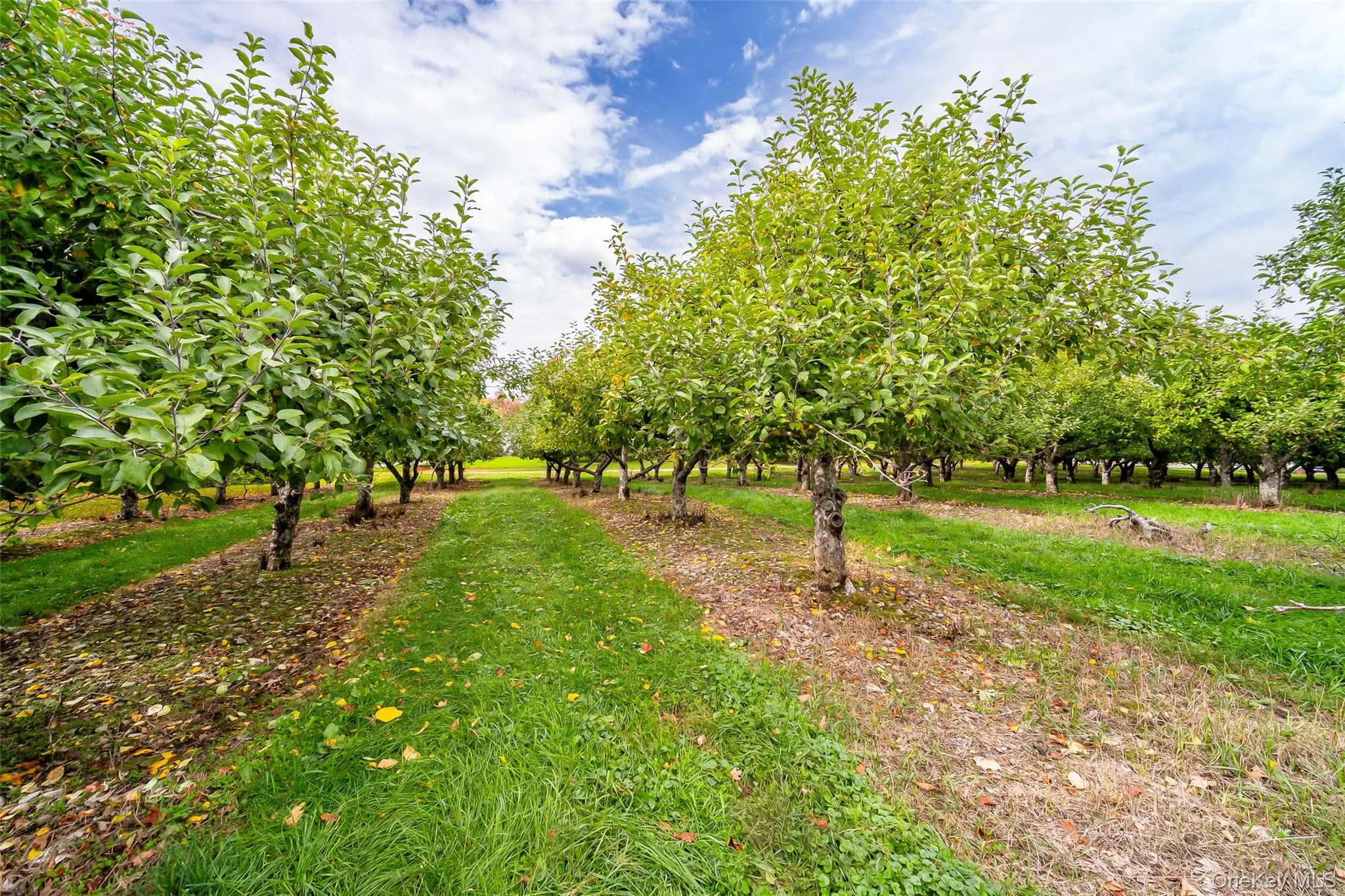 261 Orchard Road, Marlboro, NY, 2 Bedrooms Bedrooms, 5 Rooms Rooms,1 BathroomBathrooms,Residential,For Rent,Orchard,0,1061083 261 Orchard Road, Marlboro, NY, 2 Bedrooms Bedrooms, 5 Rooms Rooms,1 BathroomBathrooms,Residential,For Rent,Orchard,0,1061083