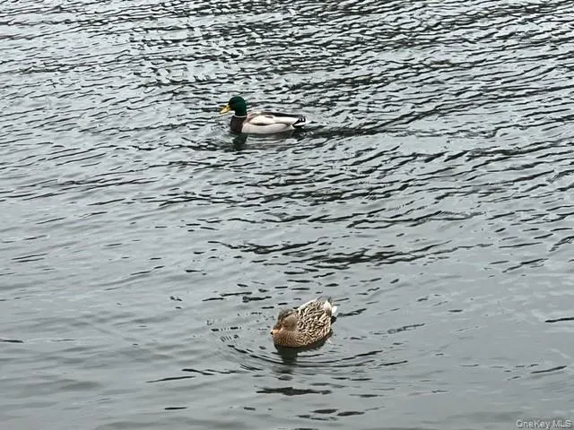 "Harry & Sally", the local east arm ducks! "Harry & Sally", the local east arm ducks!