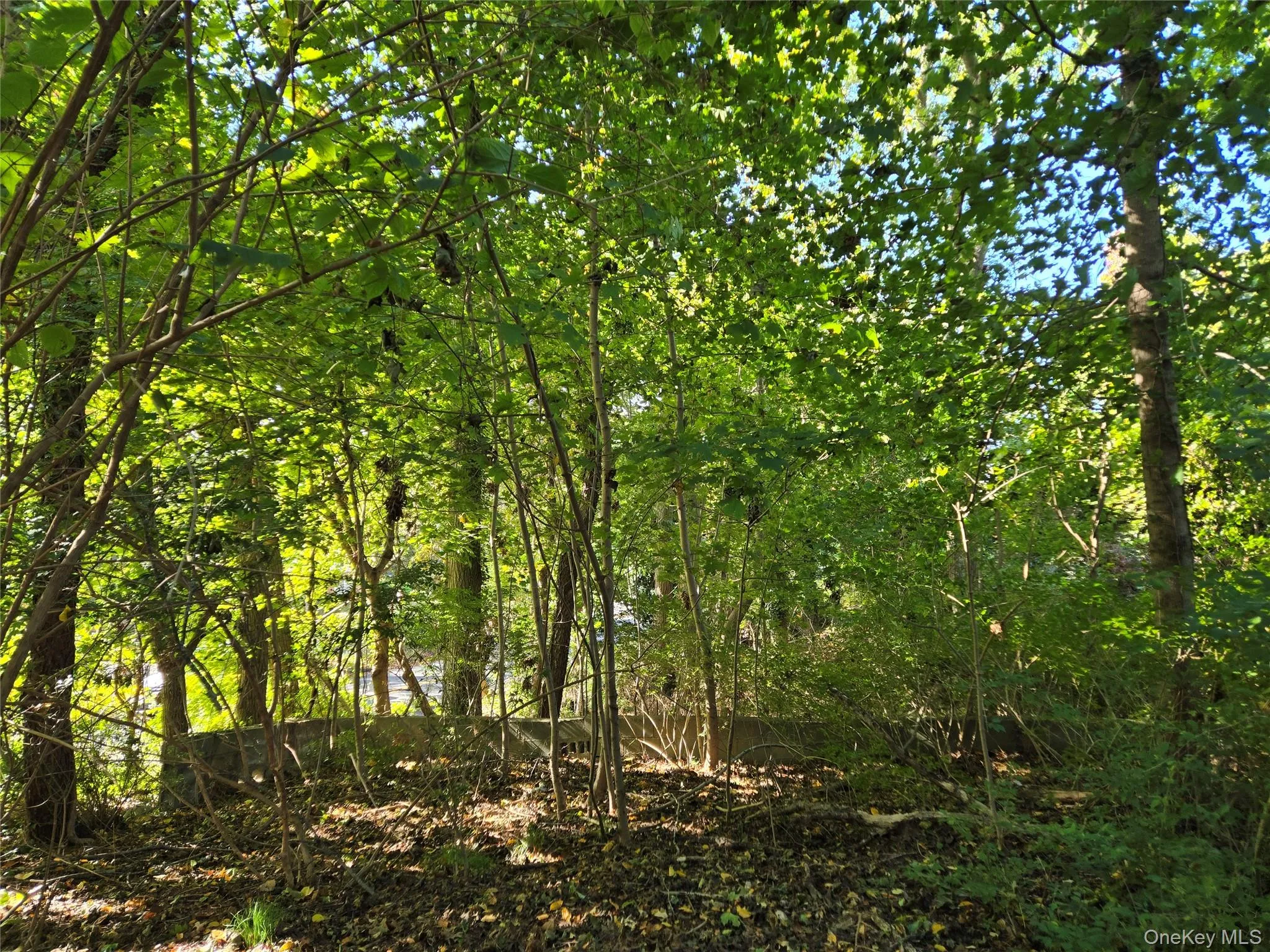 side yard with extra lot beyond retaining wall side yard with extra lot beyond retaining wall