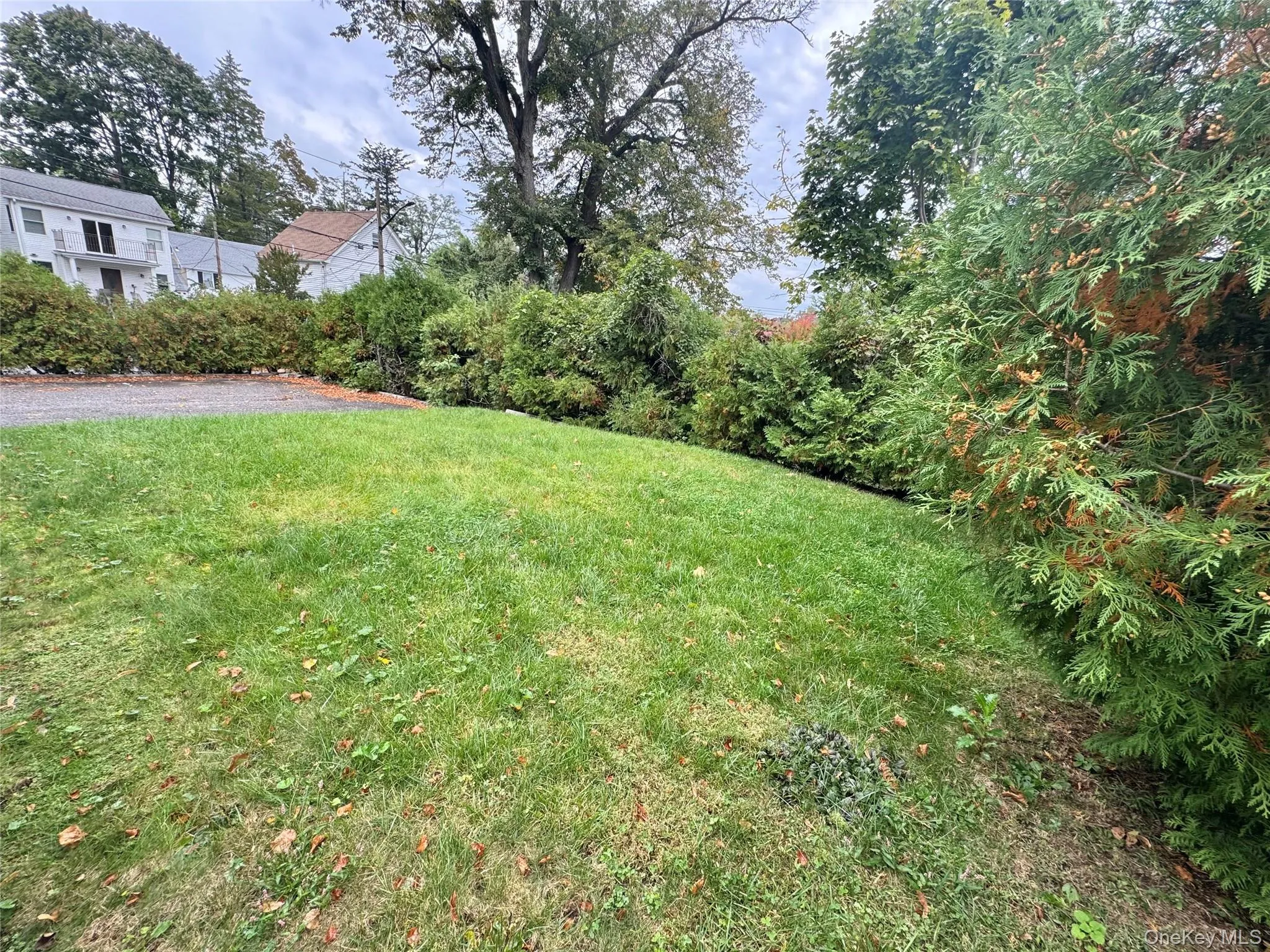 Expansive lawn area featuring mature evergreen privacy hedging and a gravel parking surface Expansive lawn area featuring mature evergreen privacy hedging and a gravel parking surface