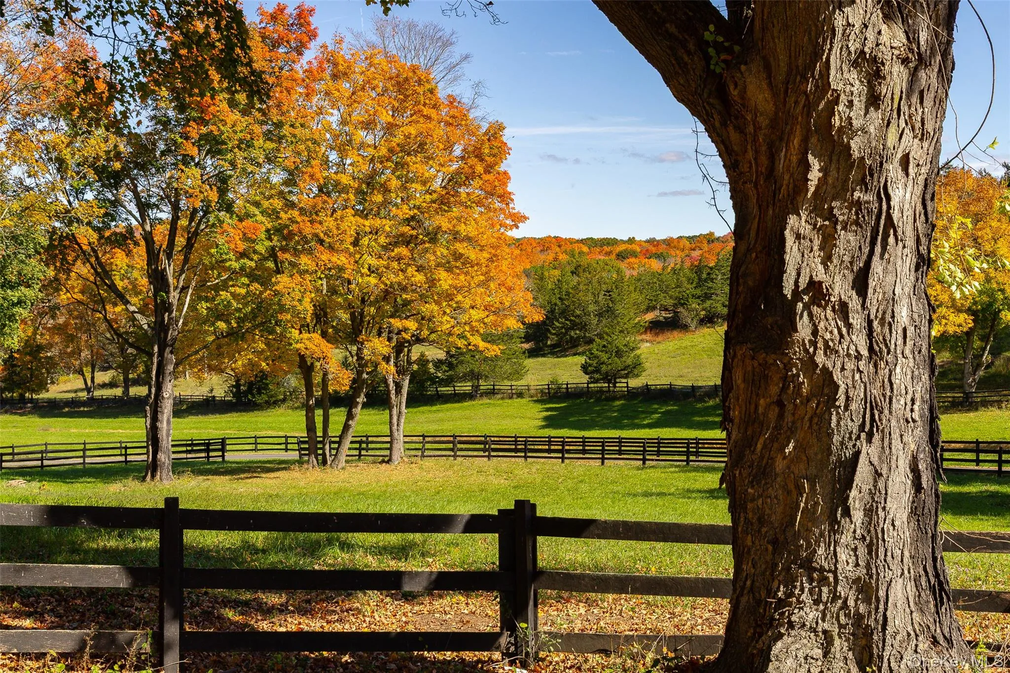 Side yard/paddock included in the 2 acres Side yard/paddock included in the 2 acres