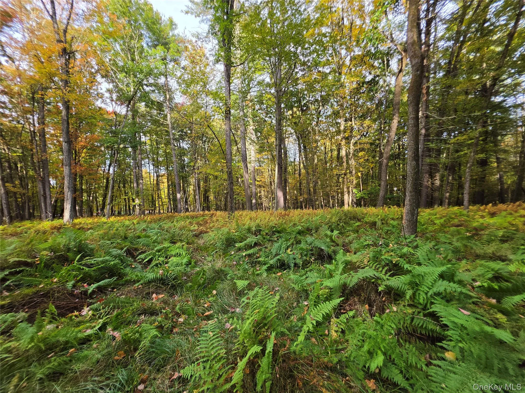 TBD Evergreen Lane, Tusten, NY, ,Land,For Rent,Evergreen,0,1063614 TBD Evergreen Lane, Tusten, NY, ,Land,For Rent,Evergreen,0,1063614