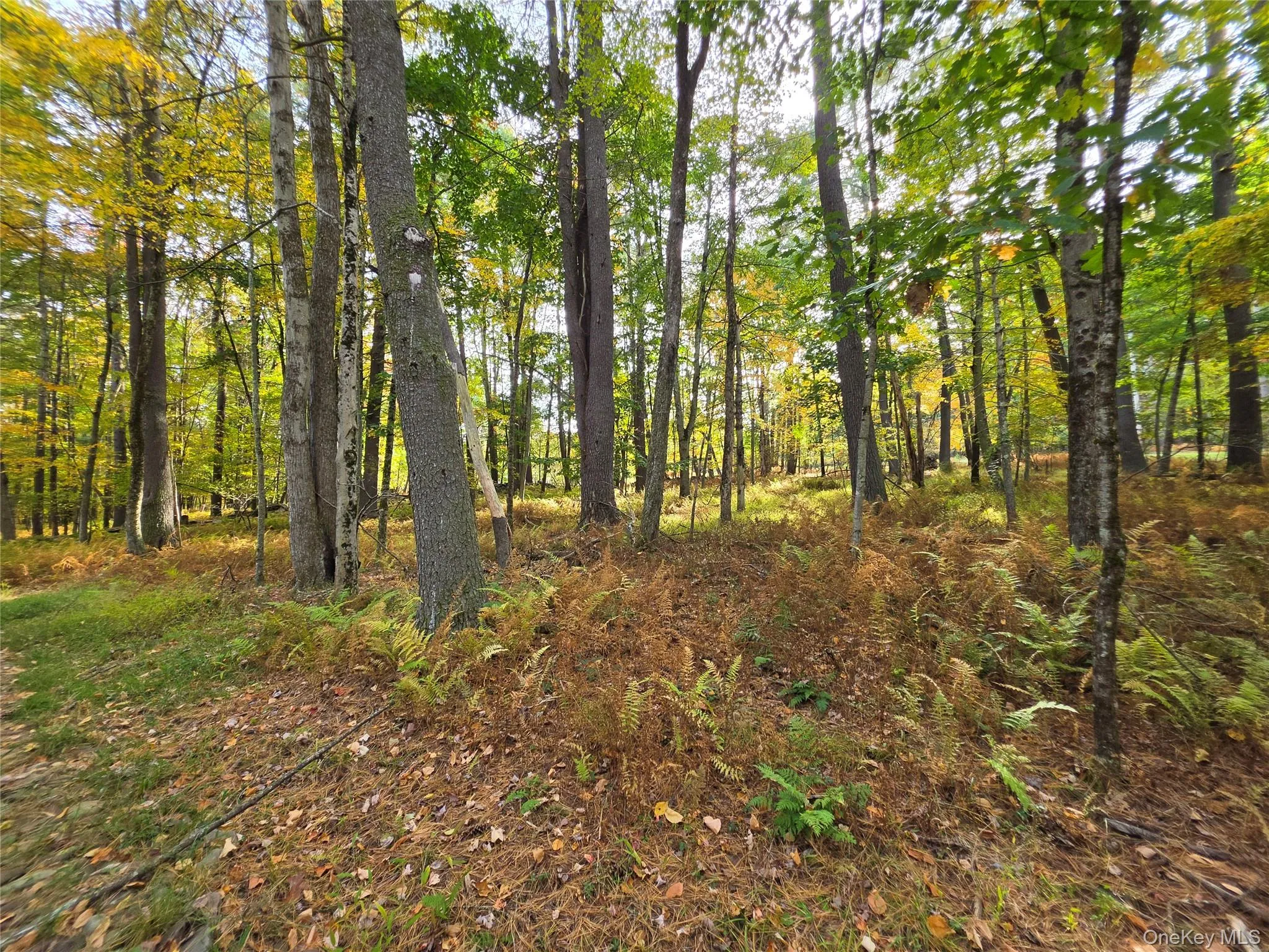 TBD Evergreen Lane, Tusten, NY, ,Land,For Rent,Evergreen,0,1063614 TBD Evergreen Lane, Tusten, NY, ,Land,For Rent,Evergreen,0,1063614