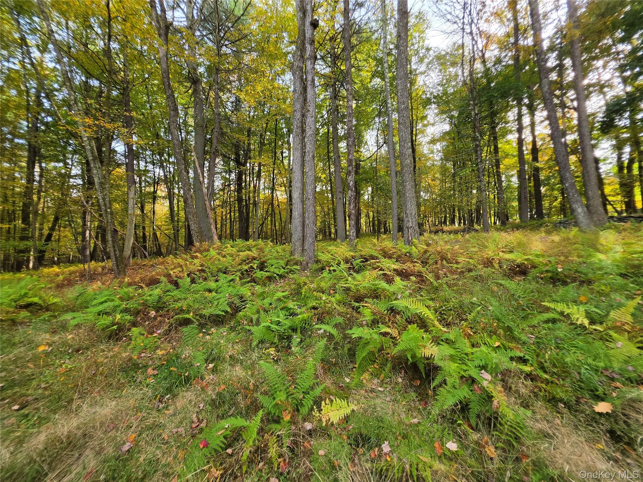 TBD Evergreen Lane, Tusten, NY, ,Land,For Rent,Evergreen,0,1063614 TBD Evergreen Lane, Tusten, NY, ,Land,For Rent,Evergreen,0,1063614
