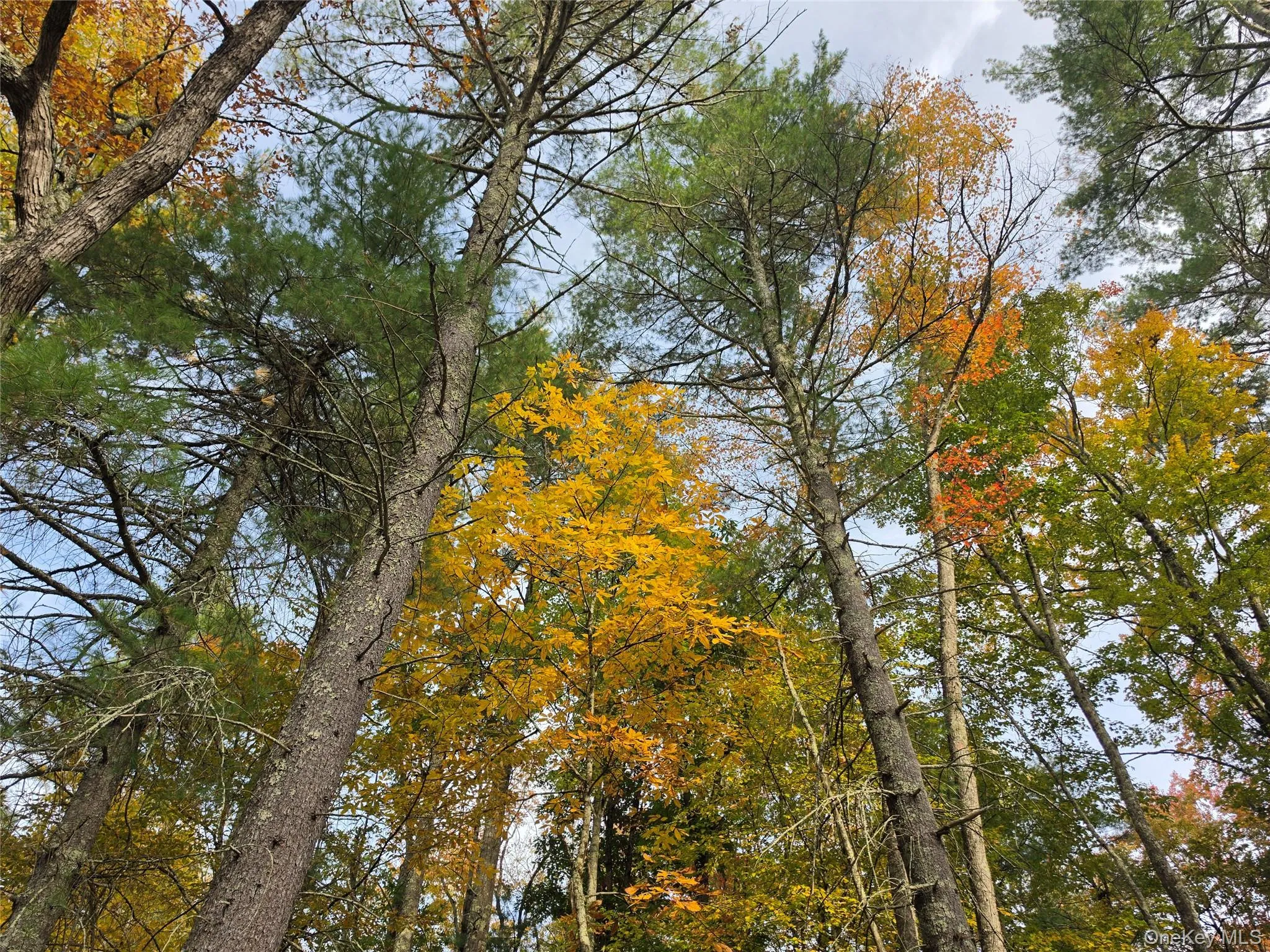 TBD Evergreen Lane, Tusten, NY, ,Land,For Rent,Evergreen,0,1063614 TBD Evergreen Lane, Tusten, NY, ,Land,For Rent,Evergreen,0,1063614