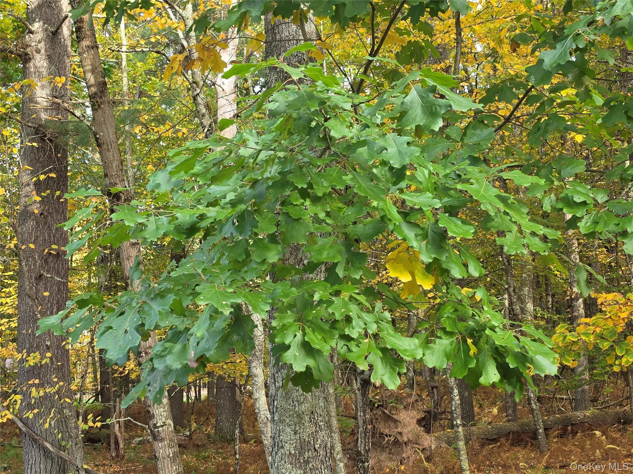 TBD Evergreen Lane, Tusten, NY, ,Land,For Rent,Evergreen,0,1063614 TBD Evergreen Lane, Tusten, NY, ,Land,For Rent,Evergreen,0,1063614