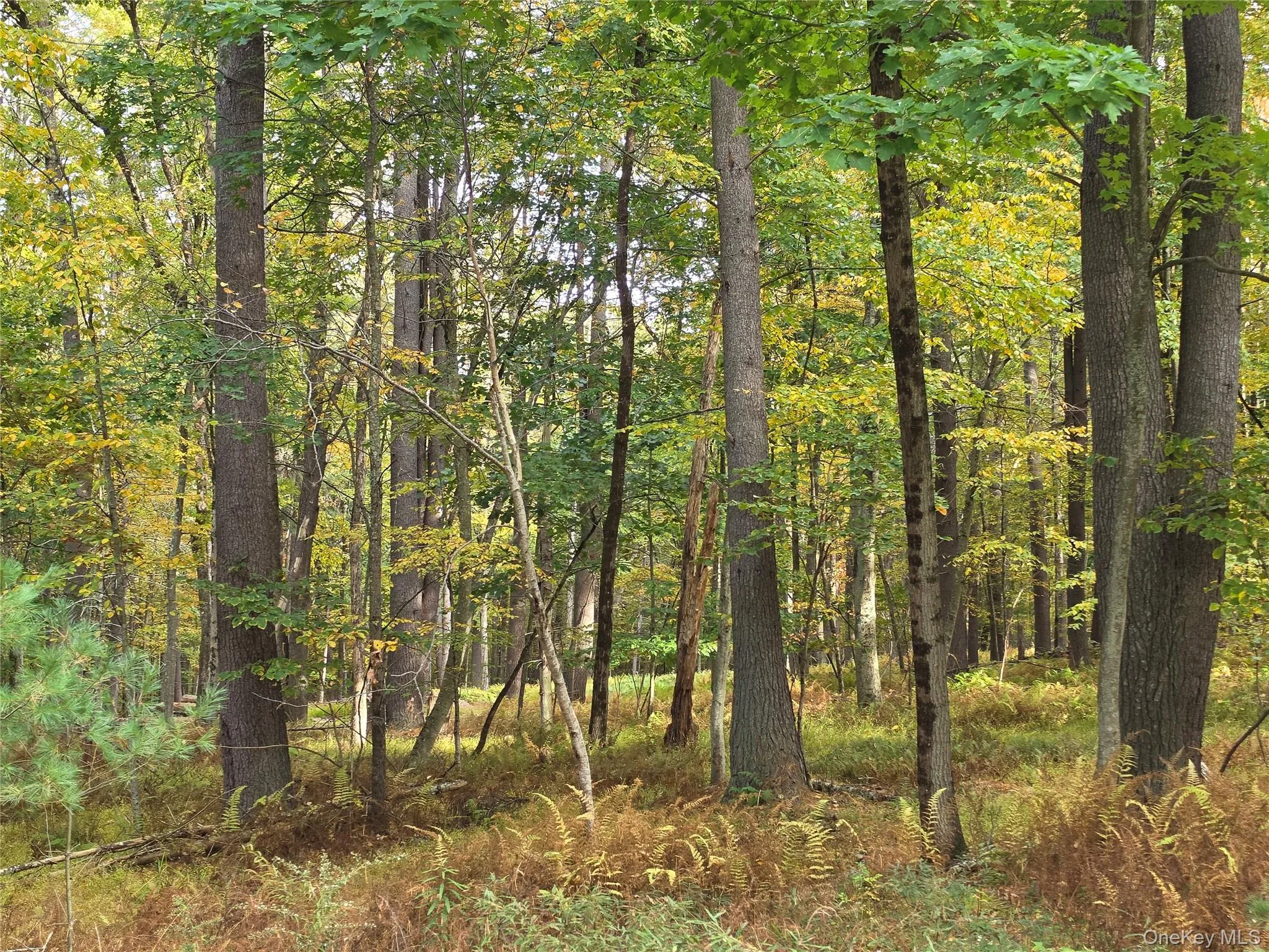 TBD Evergreen Lane, Tusten, NY, ,Land,For Rent,Evergreen,0,1063614 TBD Evergreen Lane, Tusten, NY, ,Land,For Rent,Evergreen,0,1063614