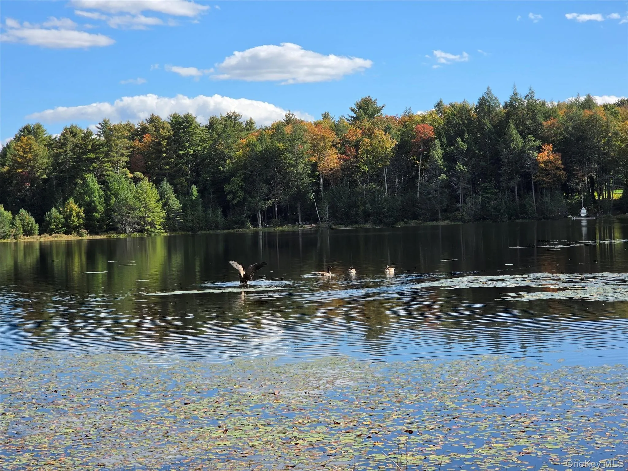 Lot 11 Deer Meadow Road, Bethel, NY, ,Land,For Rent,Deer Meadow,0,1063648 Lot 11 Deer Meadow Road, Bethel, NY, ,Land,For Rent,Deer Meadow,0,1063648