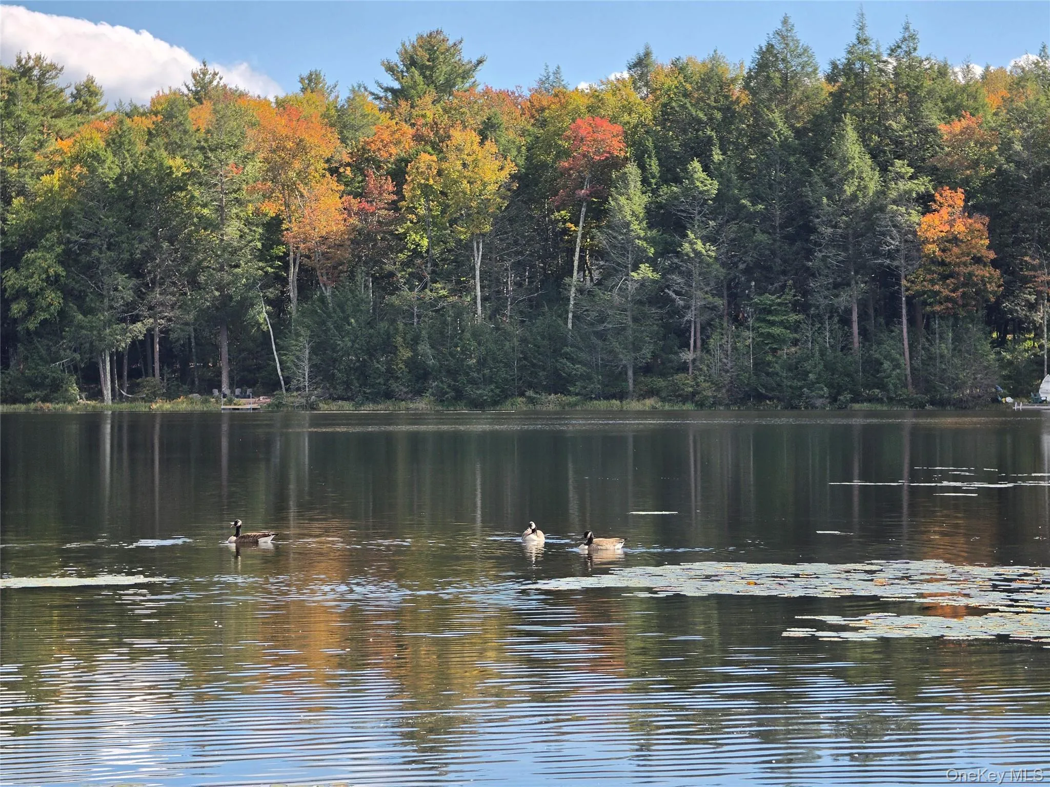 Lot 11 Deer Meadow Road, Bethel, NY, ,Land,For Rent,Deer Meadow,0,1063648 Lot 11 Deer Meadow Road, Bethel, NY, ,Land,For Rent,Deer Meadow,0,1063648