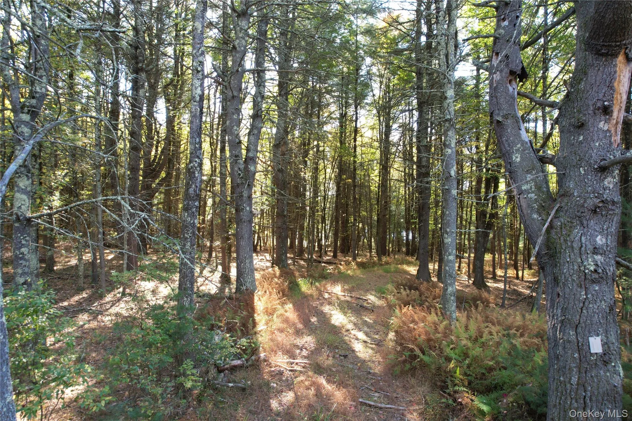 Lot 11 Deer Meadow Road, Bethel, NY, ,Land,For Rent,Deer Meadow,0,1063648 Lot 11 Deer Meadow Road, Bethel, NY, ,Land,For Rent,Deer Meadow,0,1063648