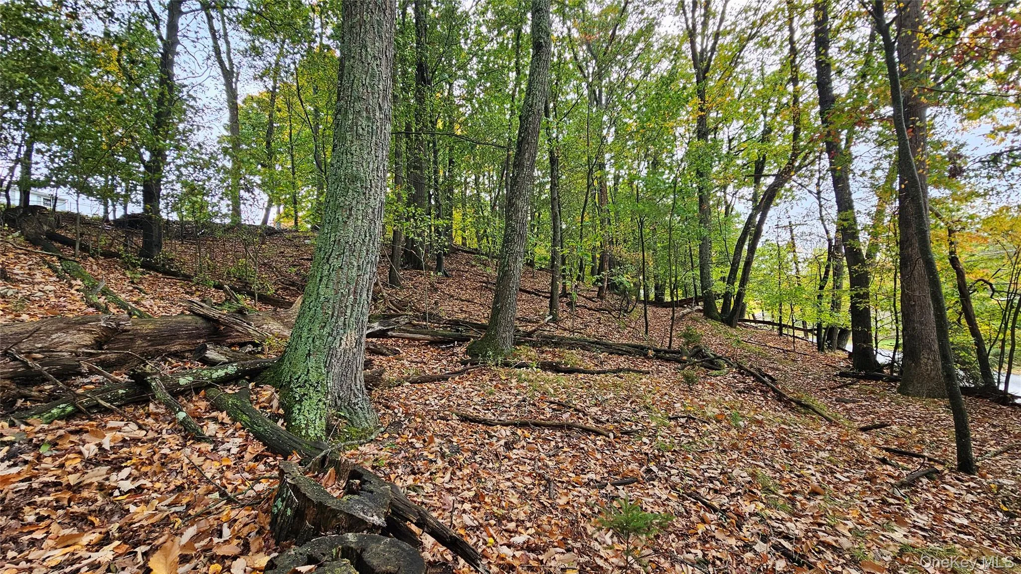 X Spruce Road, Mamakating, NY, ,Land,For Rent,Spruce,0,1063672 X Spruce Road, Mamakating, NY, ,Land,For Rent,Spruce,0,1063672