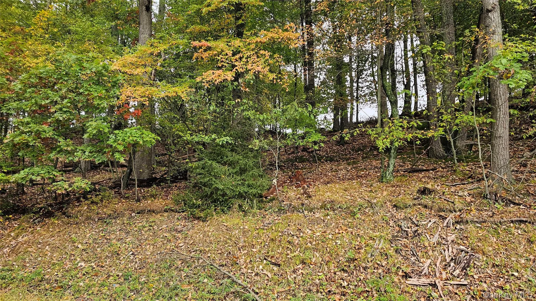 X Spruce Road, Mamakating, NY, ,Land,For Rent,Spruce,0,1063672 X Spruce Road, Mamakating, NY, ,Land,For Rent,Spruce,0,1063672