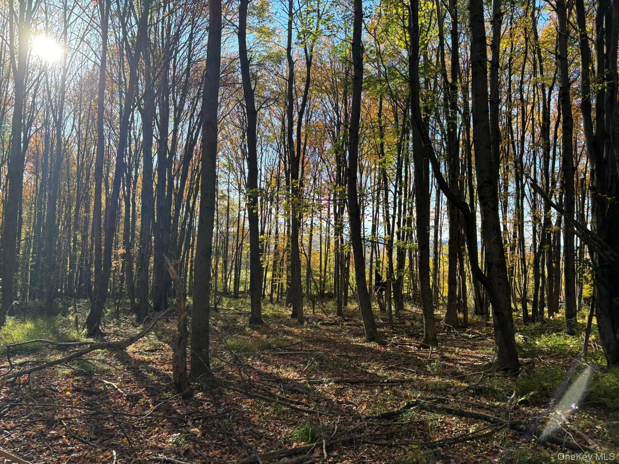 ROW off Chaffee Road, Liberty, NY, ,Land,For Rent,ROW off Chaffee,0,1063752 ROW off Chaffee Road, Liberty, NY, ,Land,For Rent,ROW off Chaffee,0,1063752