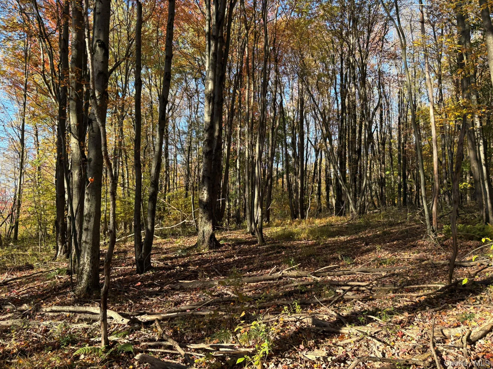 ROW off Chaffee Road, Liberty, NY, ,Land,For Rent,ROW off Chaffee,0,1063752 ROW off Chaffee Road, Liberty, NY, ,Land,For Rent,ROW off Chaffee,0,1063752