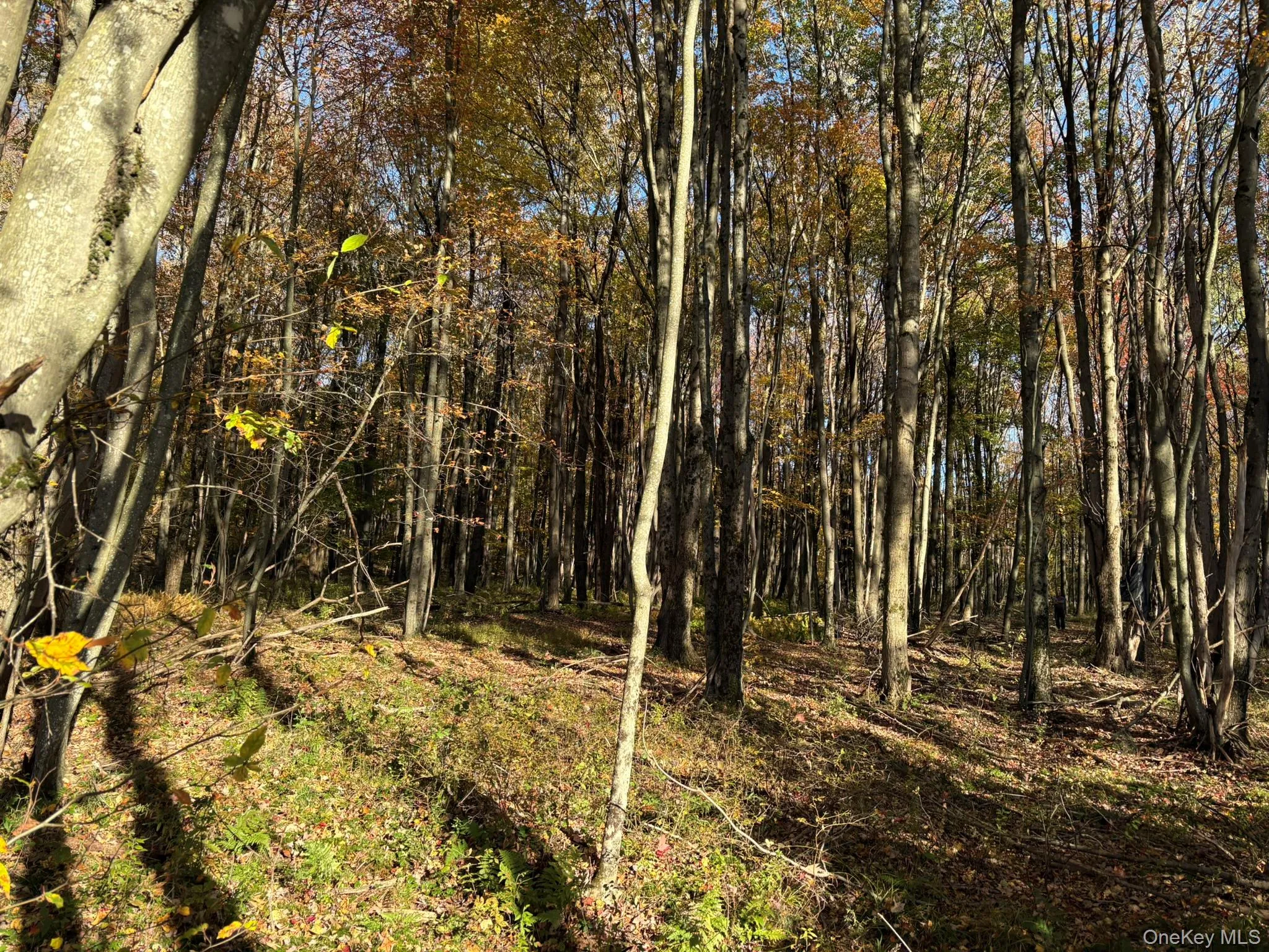 ROW off Chaffee Road, Liberty, NY, ,Land,For Rent,ROW off Chaffee,0,1063752 ROW off Chaffee Road, Liberty, NY, ,Land,For Rent,ROW off Chaffee,0,1063752