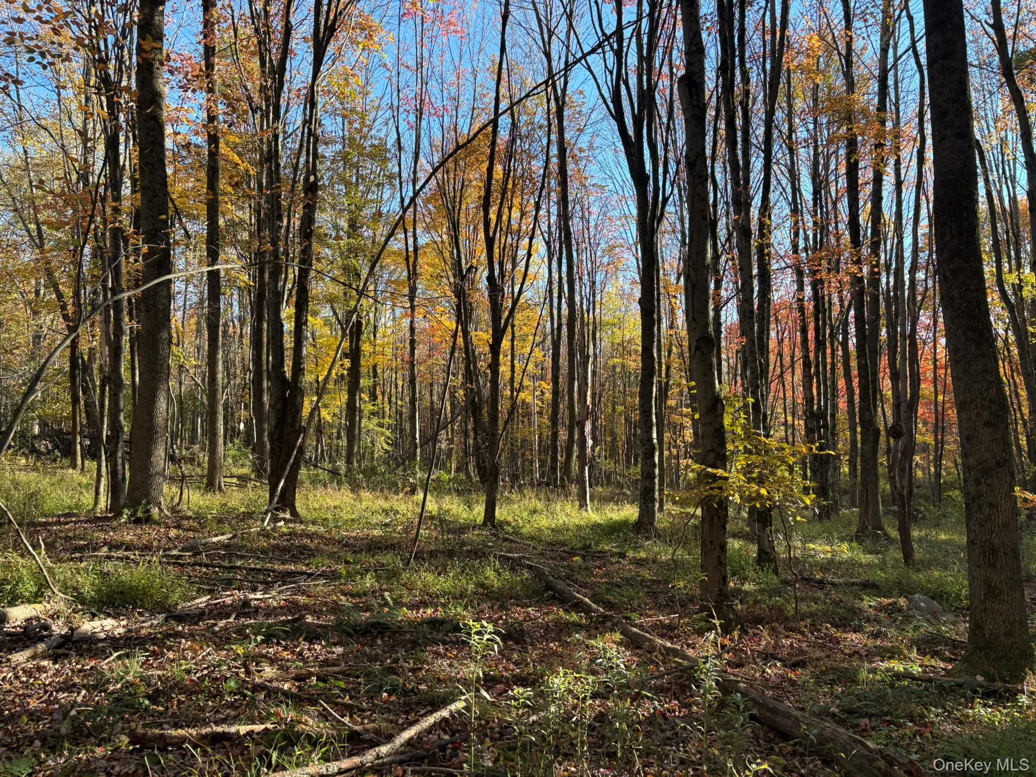 ROW off Chaffee Road, Liberty, NY, ,Land,For Rent,ROW off Chaffee,0,1063752 ROW off Chaffee Road, Liberty, NY, ,Land,For Rent,ROW off Chaffee,0,1063752
