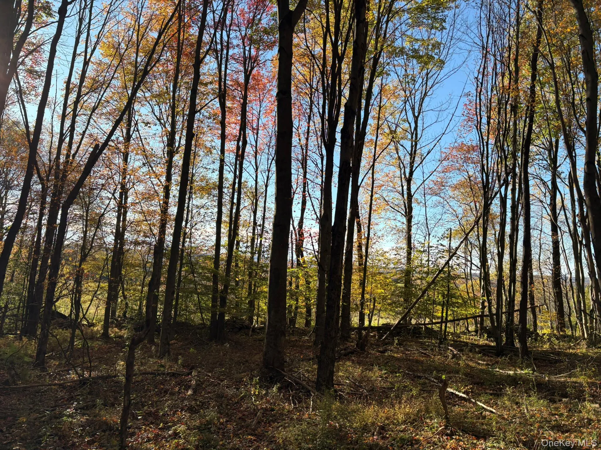 ROW off Chaffee Road, Liberty, NY, ,Land,For Rent,ROW off Chaffee,0,1063752 ROW off Chaffee Road, Liberty, NY, ,Land,For Rent,ROW off Chaffee,0,1063752