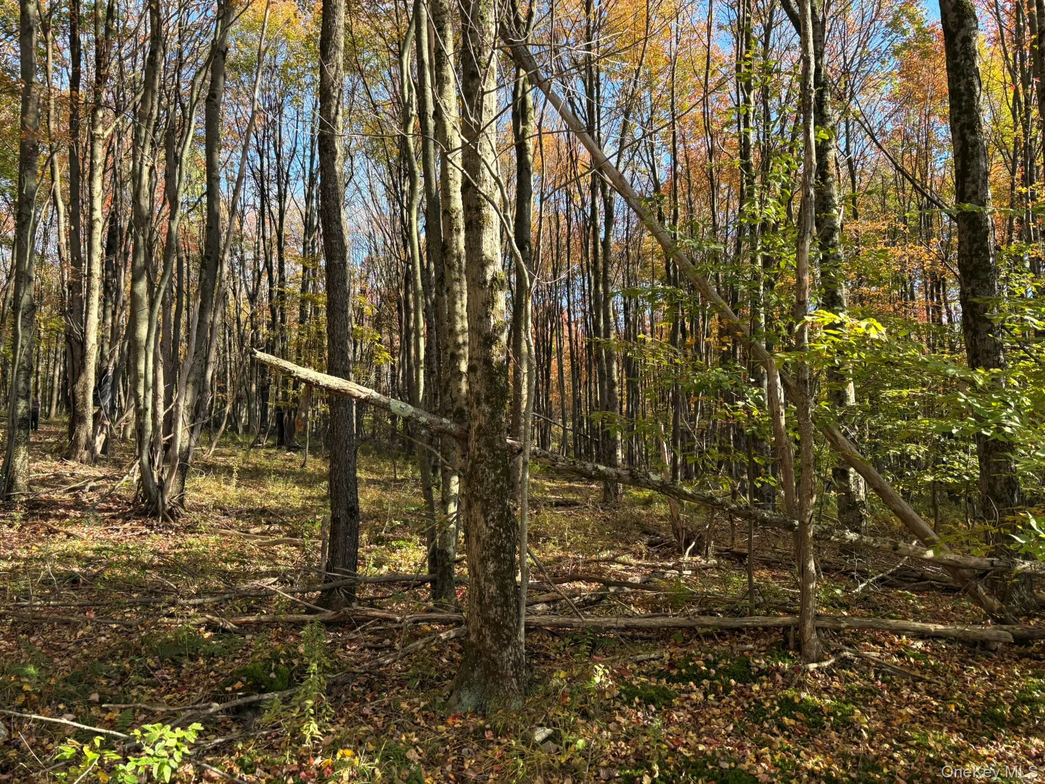 ROW off Chaffee Road, Liberty, NY, ,Land,For Rent,ROW off Chaffee,0,1063752 ROW off Chaffee Road, Liberty, NY, ,Land,For Rent,ROW off Chaffee,0,1063752