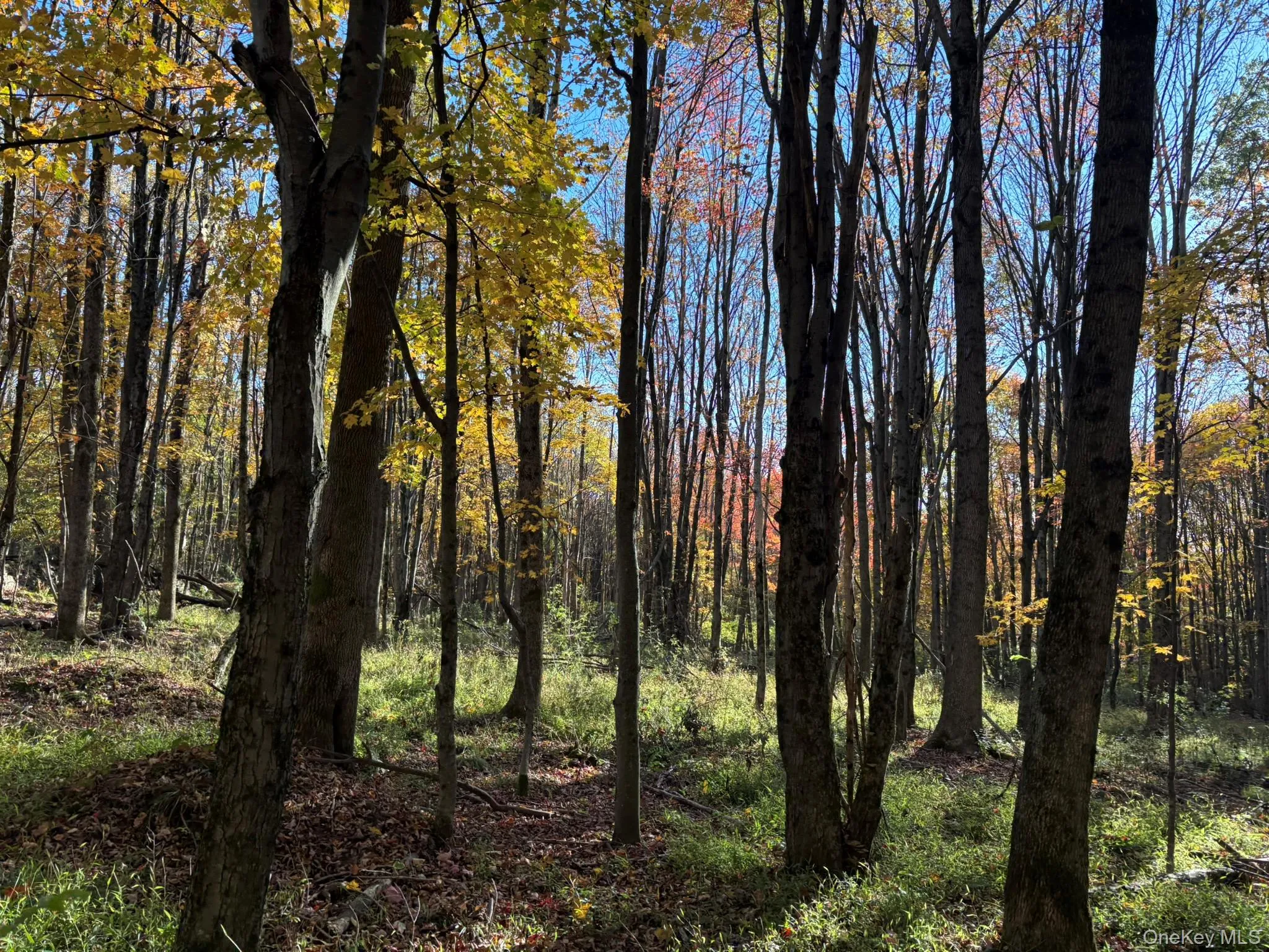 ROW off Chaffee Road, Liberty, NY, ,Land,For Rent,ROW off Chaffee,0,1063752 ROW off Chaffee Road, Liberty, NY, ,Land,For Rent,ROW off Chaffee,0,1063752
