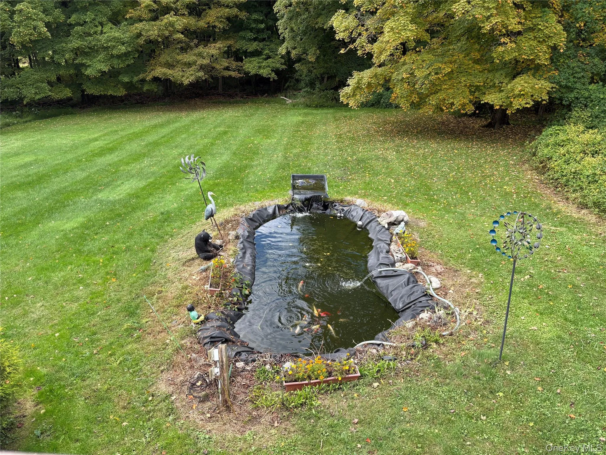 koi pond koi pond