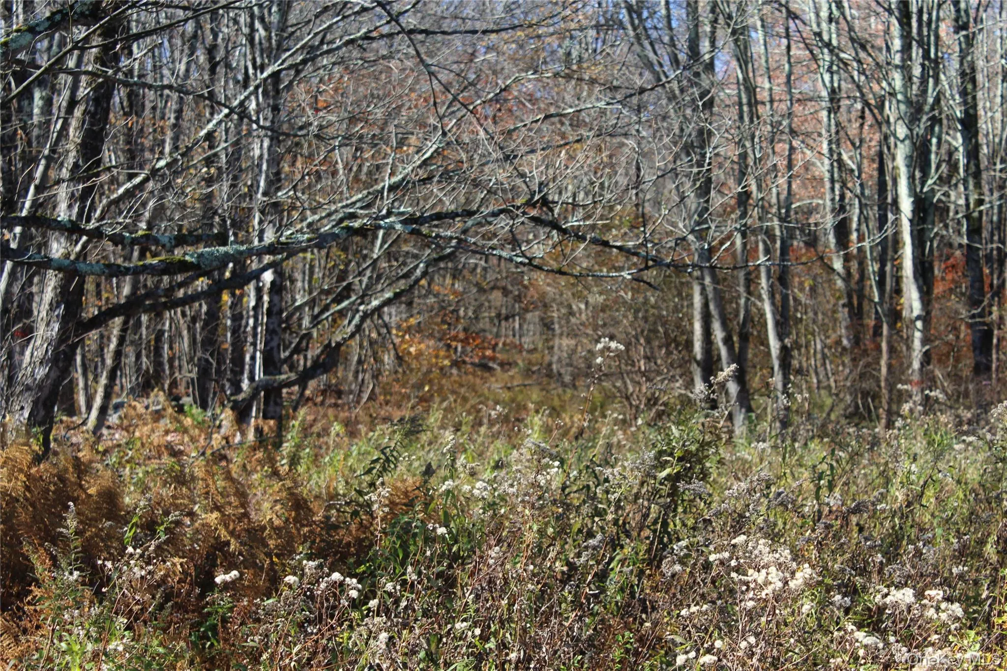 Wooded acreage featuring mature trees and indigenous ground cover Wooded acreage featuring mature trees and indigenous ground cover