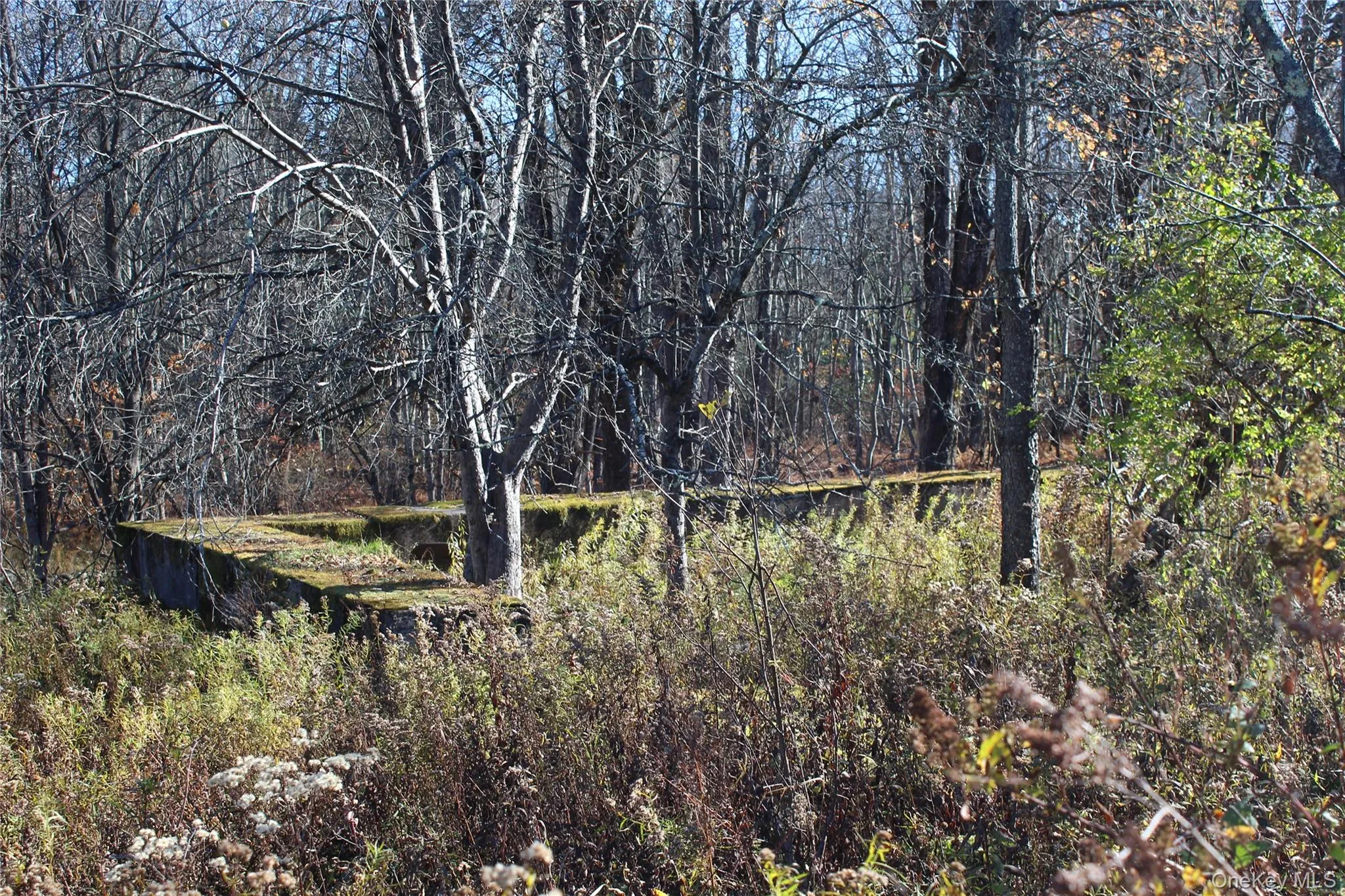 Concrete foundation remains situated within a wooded lot featuring mature trees and wild vegetation Concrete foundation remains situated within a wooded lot featuring mature trees and wild vegetation