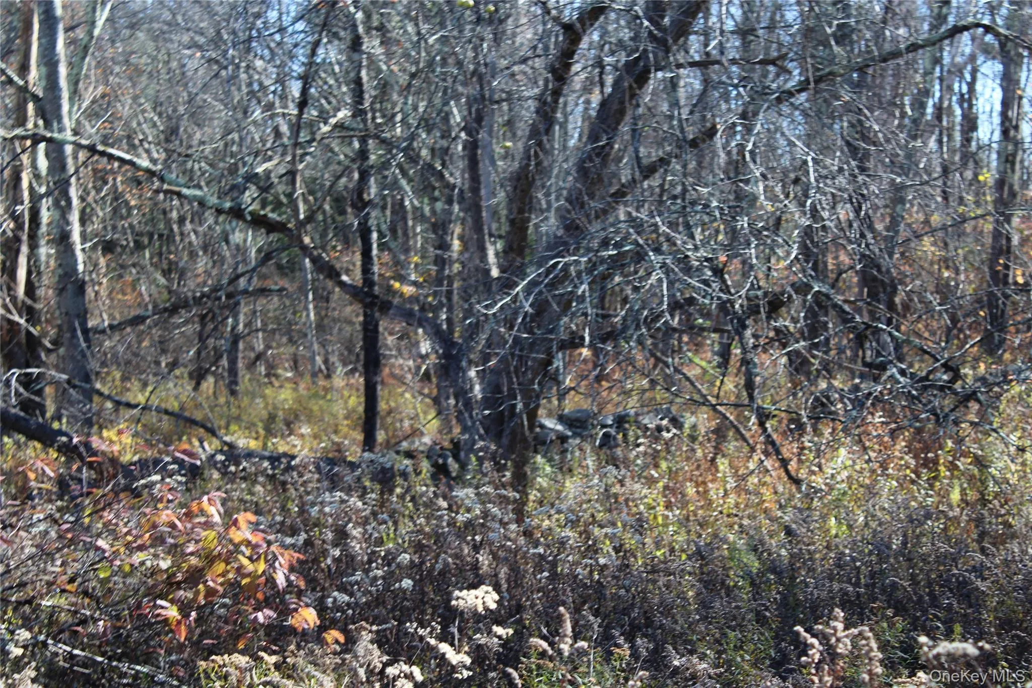 Wooded landscape featuring mature trees and a natural stone wall Wooded landscape featuring mature trees and a natural stone wall