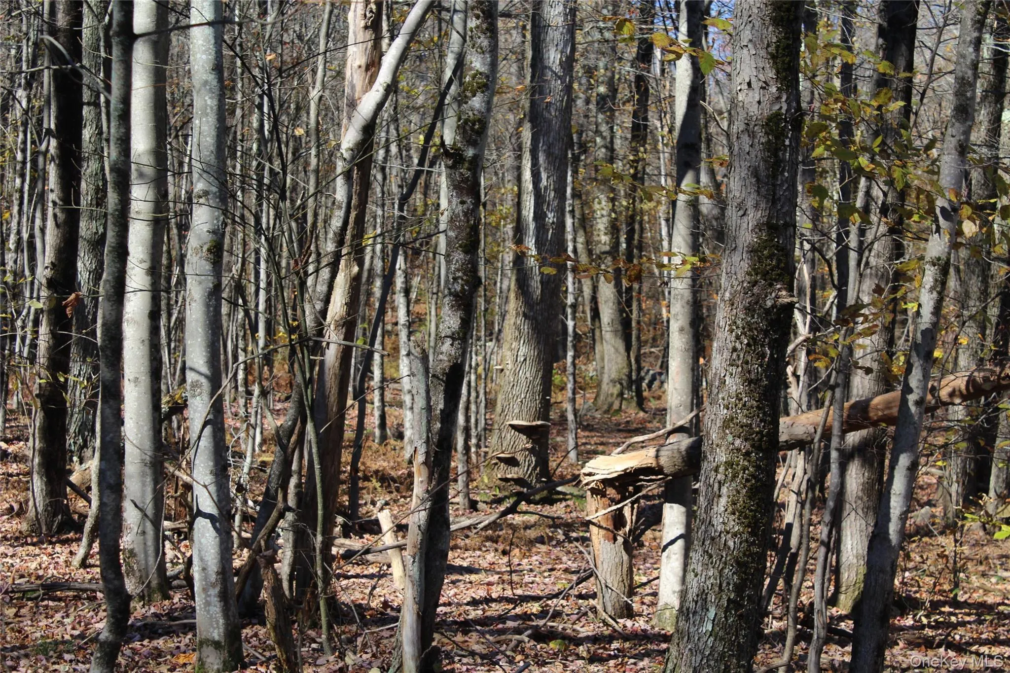 Wooded lot featuring mature hardwood trees and natural forest floor terrain Wooded lot featuring mature hardwood trees and natural forest floor terrain