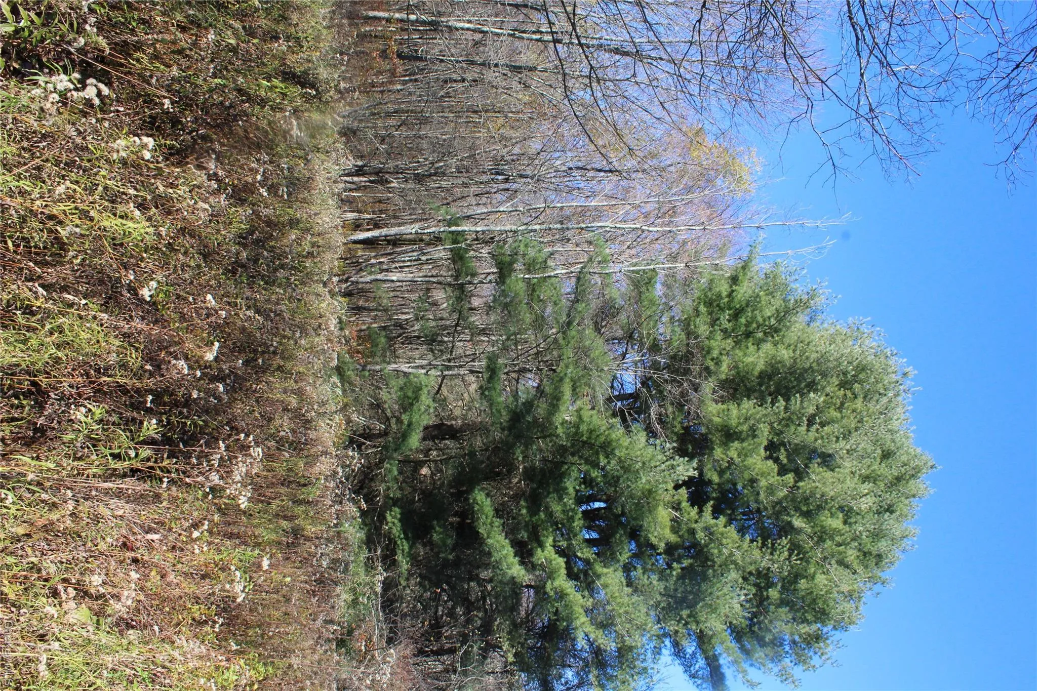 Expansive lot featuring mature evergreen and deciduous trees with open meadow space Expansive lot featuring mature evergreen and deciduous trees with open meadow space