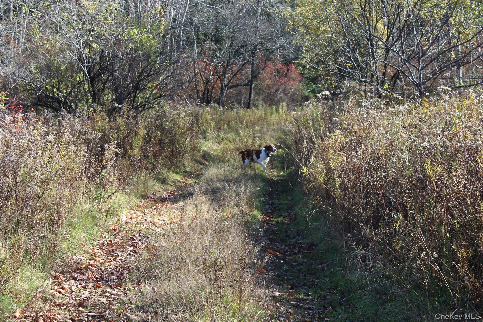 Natural woodland landscape featuring mature trees and indigenous vegetation along an unpaved earthen path Natural woodland landscape featuring mature trees and indigenous vegetation along an unpaved earthen path