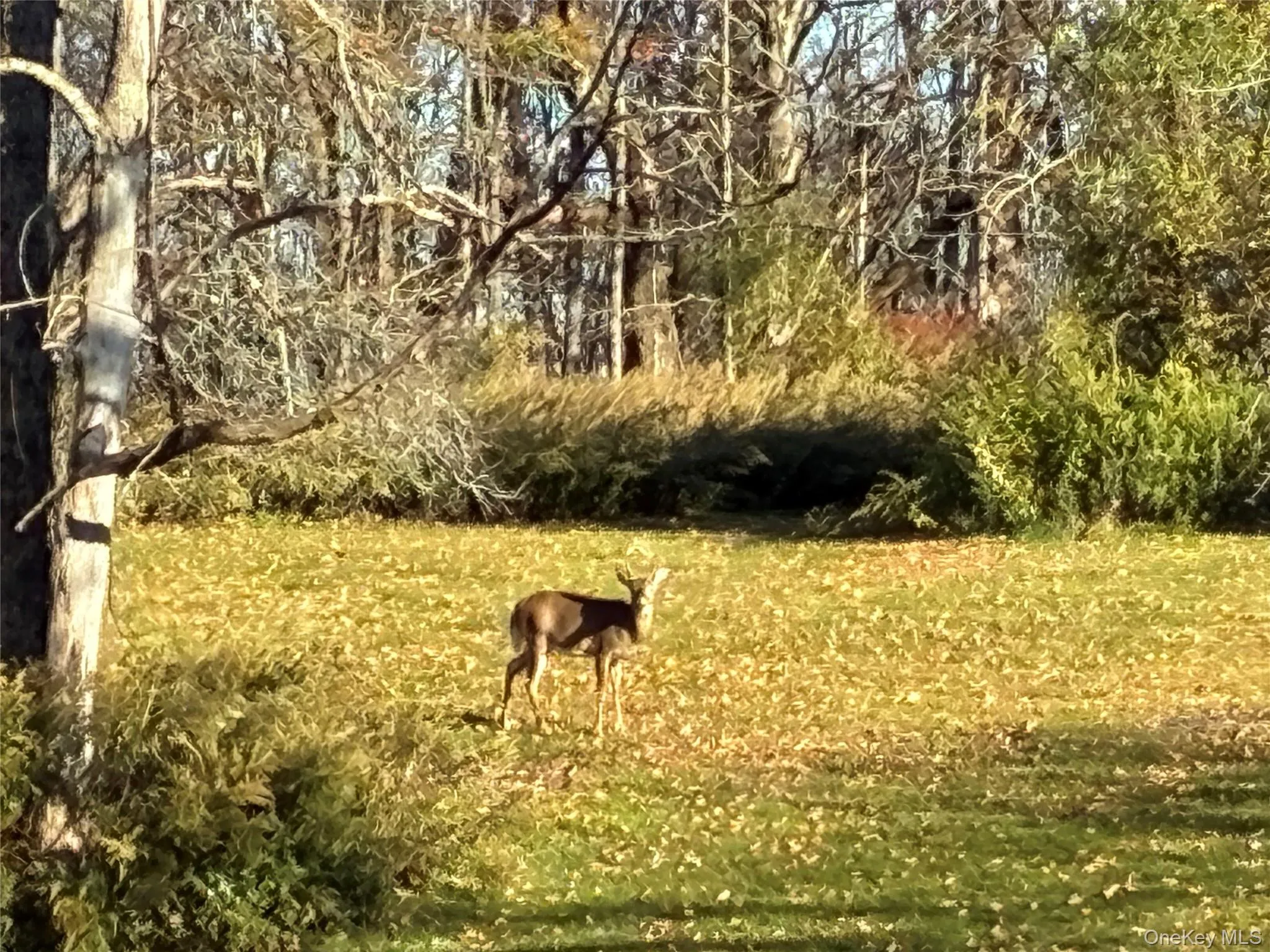 FRIENDLY VISITOR TO THE BACKYARD FRIENDLY VISITOR TO THE BACKYARD