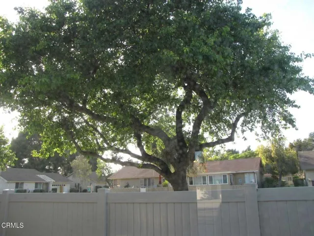24125 Village Shade trees